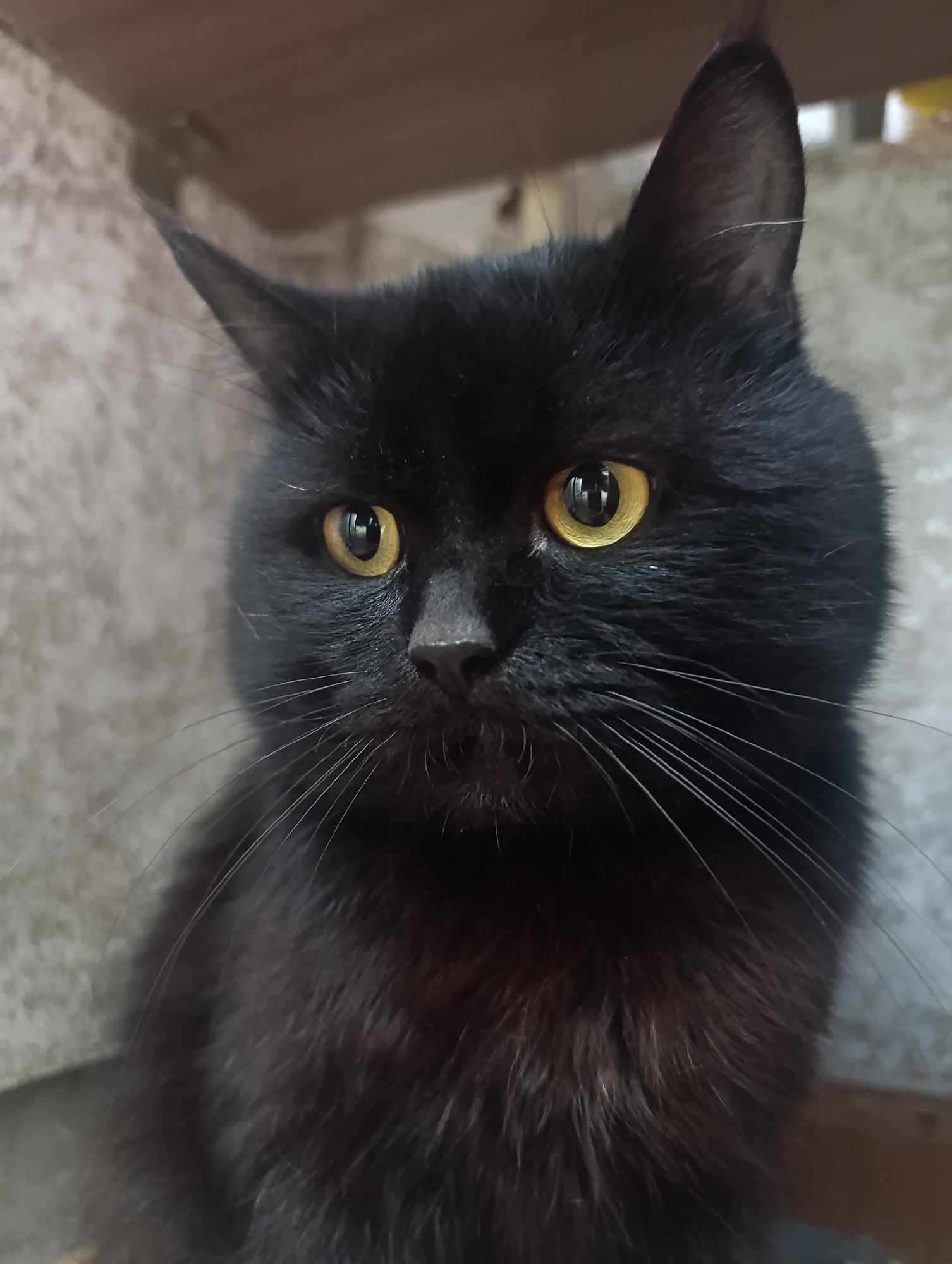 A close-up, medium shot captures a black cat with striking yellow eyes. The cat is positioned in the center of the frame, looking slightly to the left. Its fur appears dark and sleek, with long, white whiskers fanning out from its muzzle. The background is a mottled gray texture, possibly a wall, with a wooden surface visible at the top of the image. The lighting is soft, highlighting the cat's facial features. The overall scene is domestic and still, with no specific indication of location within Zlatopil, Ukraine.