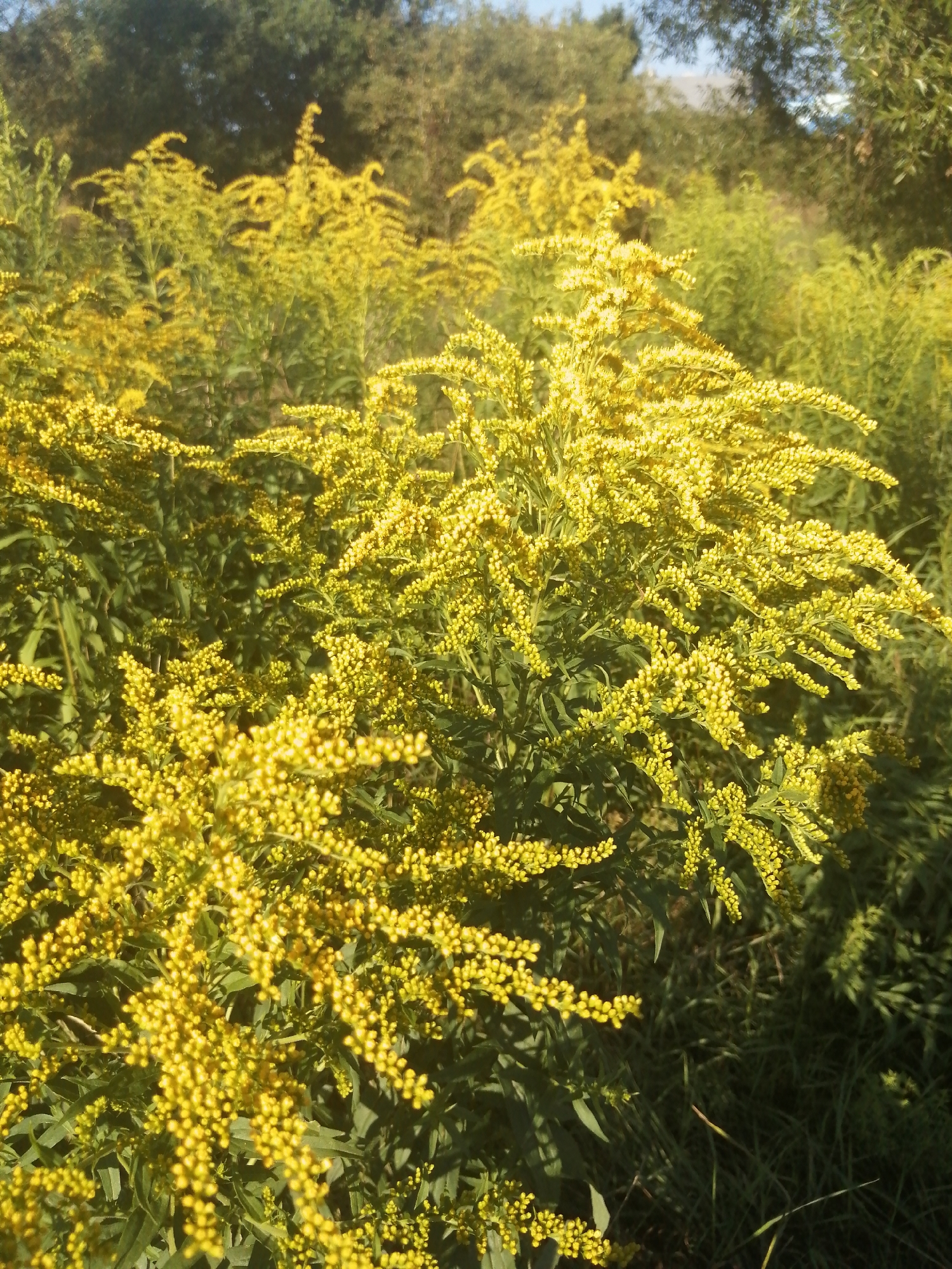 This image displays a dense cluster of bright yellow goldenrod flowers in full bloom. The flowers are characterized by numerous small, tightly packed florets that create a feathery or plume-like appearance on tall, green stalks. The surrounding environment consists of green foliage and grass, suggesting an outdoor, natural setting. The lighting indicates it is daytime, with sunlight illuminating the vibrant yellow of the flowers. The context provided mentions Slonim, Belarus, suggesting this scene is located in a field or natural area within or near that city. There are no people or specific structures visible in the image, focusing solely on the botanical subject.