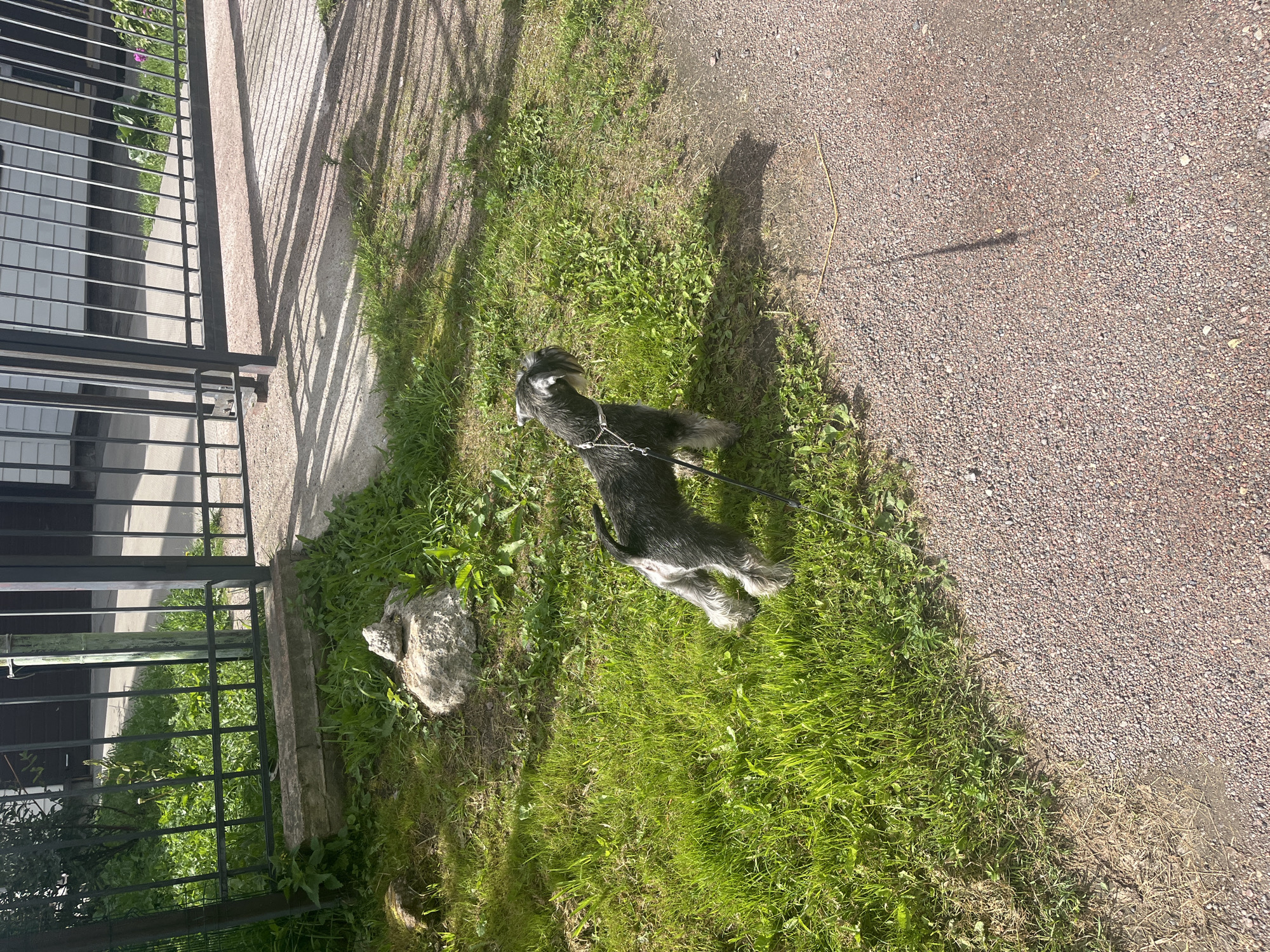 A miniature schnauzer dog stands on a grassy area next to a gravel path. The dog is dark gray and white, with a collar and leash. Behind the dog, a black metal fence with vertical bars is visible, and beyond that, a building with white siding and dark trim. In the foreground, the gravel path is reddish-brown. The grass is green and lush, with some scattered weeds and a large rock. Sunlight casts shadows across the scene. The location is identified as Vladimirovka, Russia.