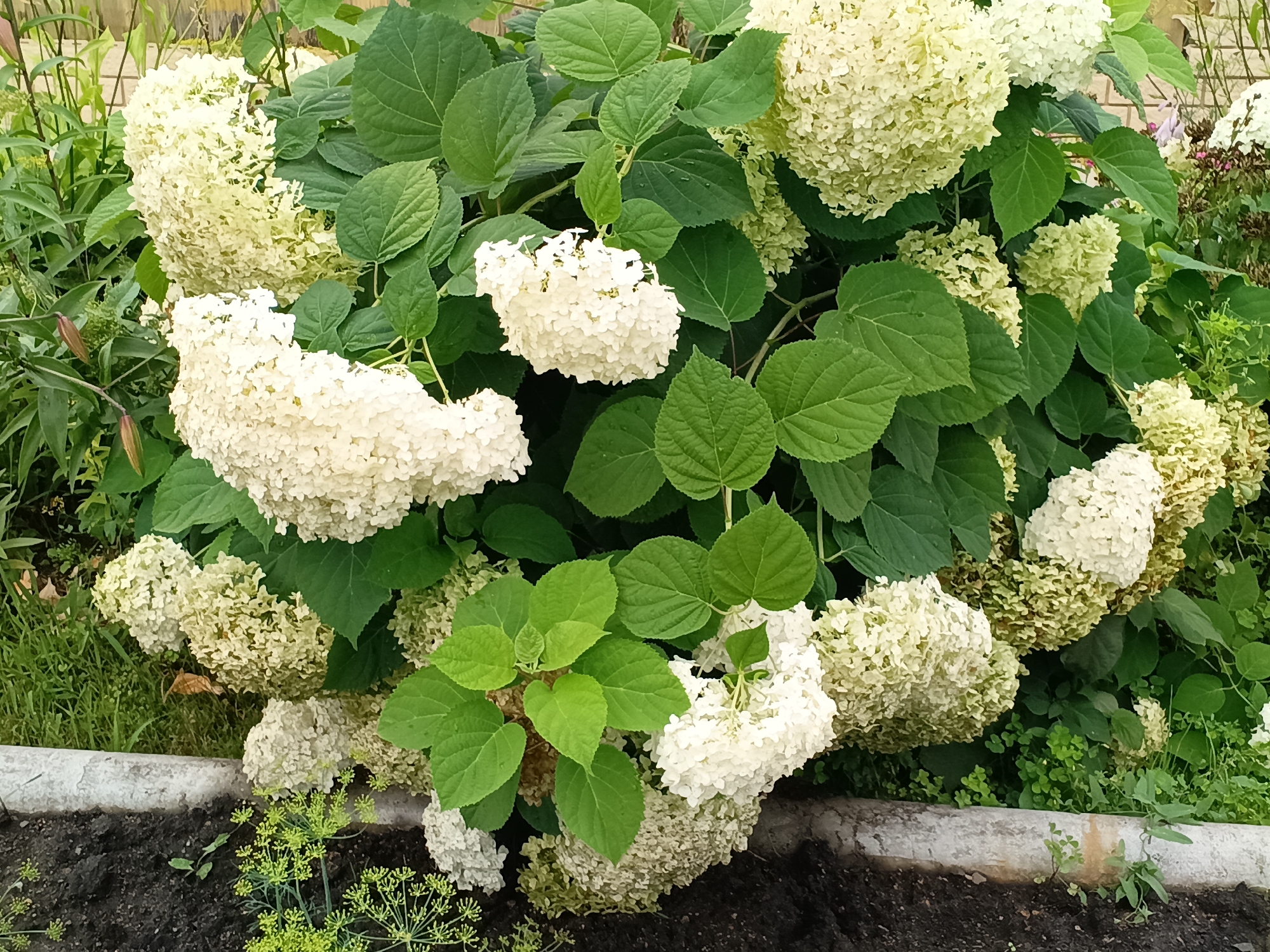 The image depicts a close-up view of a blooming white hydrangea bush. The bush is densely packed with large, fluffy flower heads, primarily in shades of white and pale green, interspersed with lush, green foliage. The hydrangea is situated in what appears to be an outdoor garden setting. In the foreground, a rough, concrete border separates the planting area from dark soil. A few sprigs of delicate green plants, possibly dill, are visible in the soil. The background shows a hint of a wooden fence and other greenery. The scene is likely in Tatysh, Russia, given the context provided. There are no people or animals visible in the image.