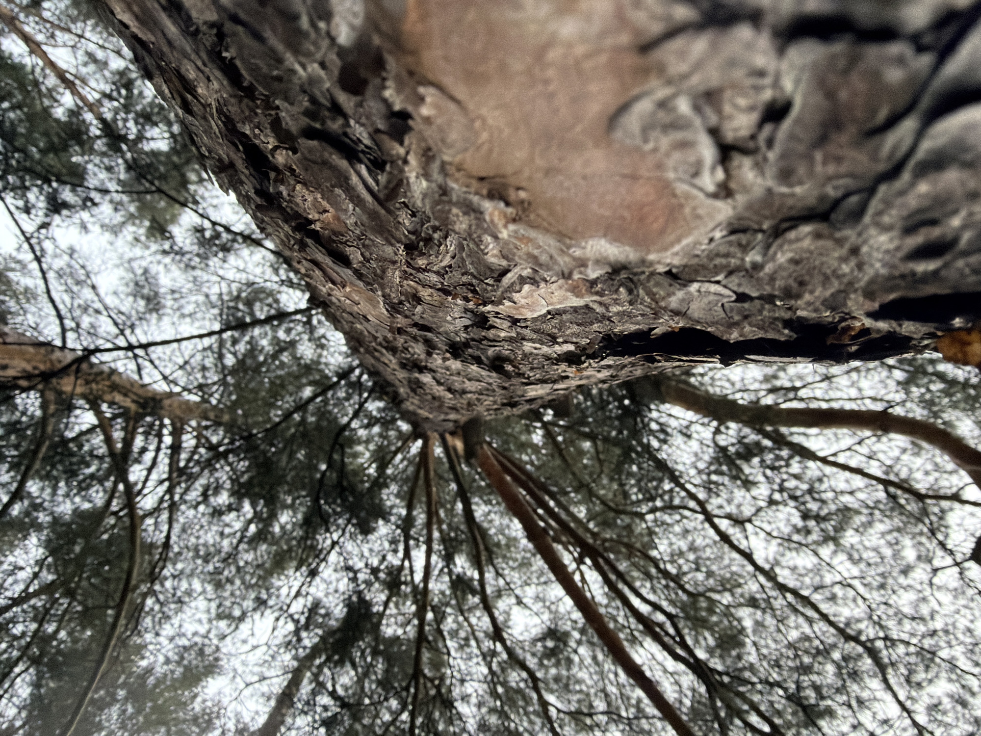 The image shows a low-angle view looking up into a tree canopy. The rough bark of a tree trunk dominates the foreground. Branches extend upwards, forming a dense network against a cloudy, overcast sky. The setting appears to be outdoors, possibly a forest or park. Information available does not confirm if the image was taken in the city of Izhevsk, Russia. No people, actions, or interactions are visible.