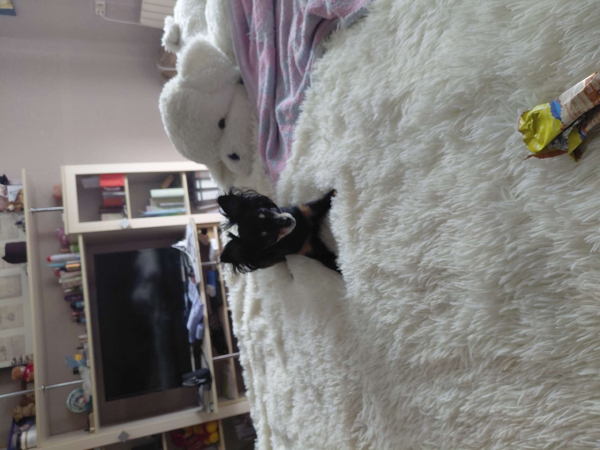 The image depicts a domestic indoor scene, likely a bedroom, featuring a small black and tan dog sitting on a plush white rug. The dog is positioned in the foreground, facing the camera with its ears perked. In the background, a large white teddy bear is visible, along with a pink and gray patterned blanket. Behind the teddy bear, a shelf unit with various items, including books and decorative objects, is partially visible. A television screen is also present on the shelf unit. The overall environment suggests a casual and comfortable living space. The image does not provide any information about its specific location in Novosibirsk, Russia.