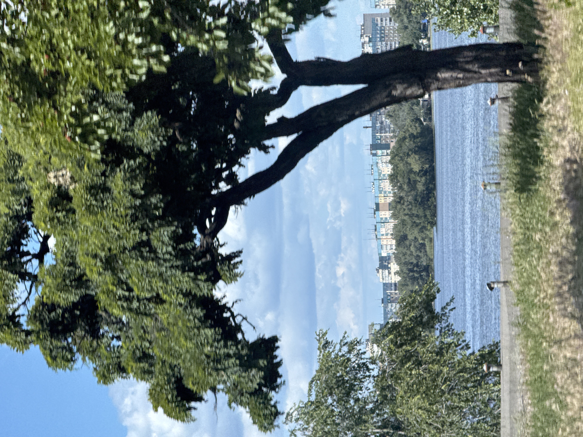 A hazy, medium shot captures a picturesque scene of a calm blue river, with a city skyline of buildings in various shades of blue, yellow, and beige across its width. The foreground is dominated by a large, dark-barked tree, its branches spread wide, obscuring a significant portion of the sky. To the left, another, smaller tree with lighter green foliage adds to the natural beauty. The middle ground shows a lush green tree line along the riverbank, separating the water from the urban backdrop. The sky is a vibrant blue, dotted with scattered white clouds. The overall impression is one of a serene urban landscape, where nature and city coexist harmoniously.