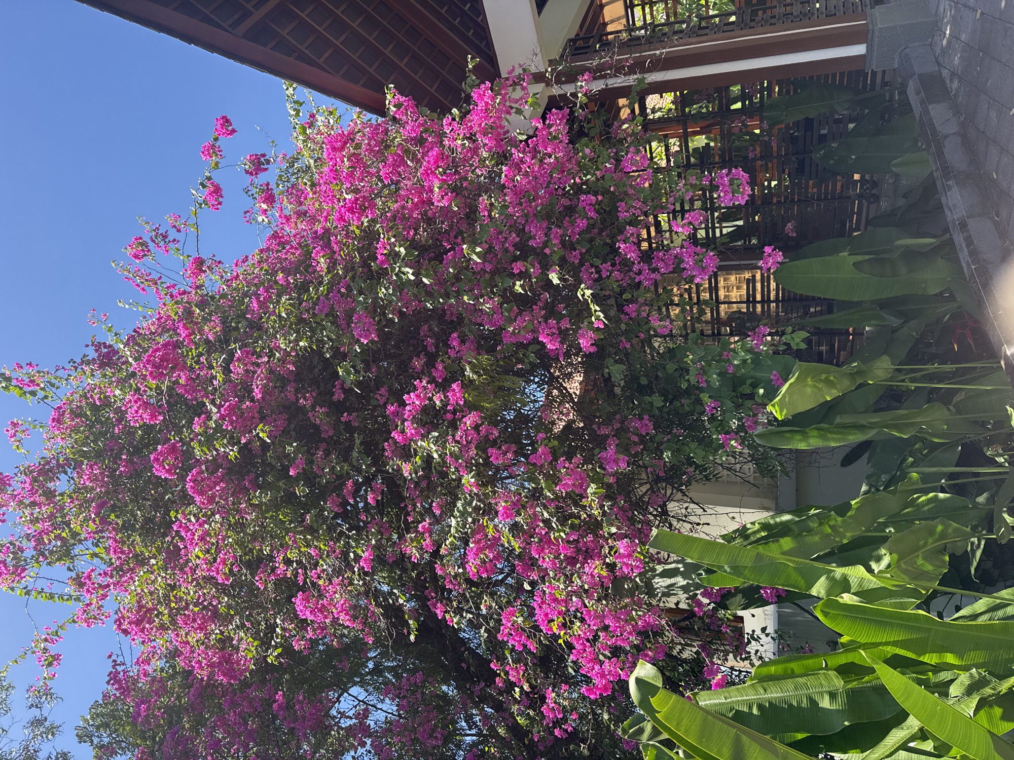 The image captures a lush scene in Kuta Selatan, Indonesia. A vibrant bougainvillea, heavily laden with pink flowers, dominates the frame. The plant is growing near a building, with part of the roof and wooden lattice visible in the background. To the right, large banana leaves add a tropical touch to the scene. The sky is bright blue, indicating a clear day. The image is taken from a low angle, looking up at the bougainvillea and building.