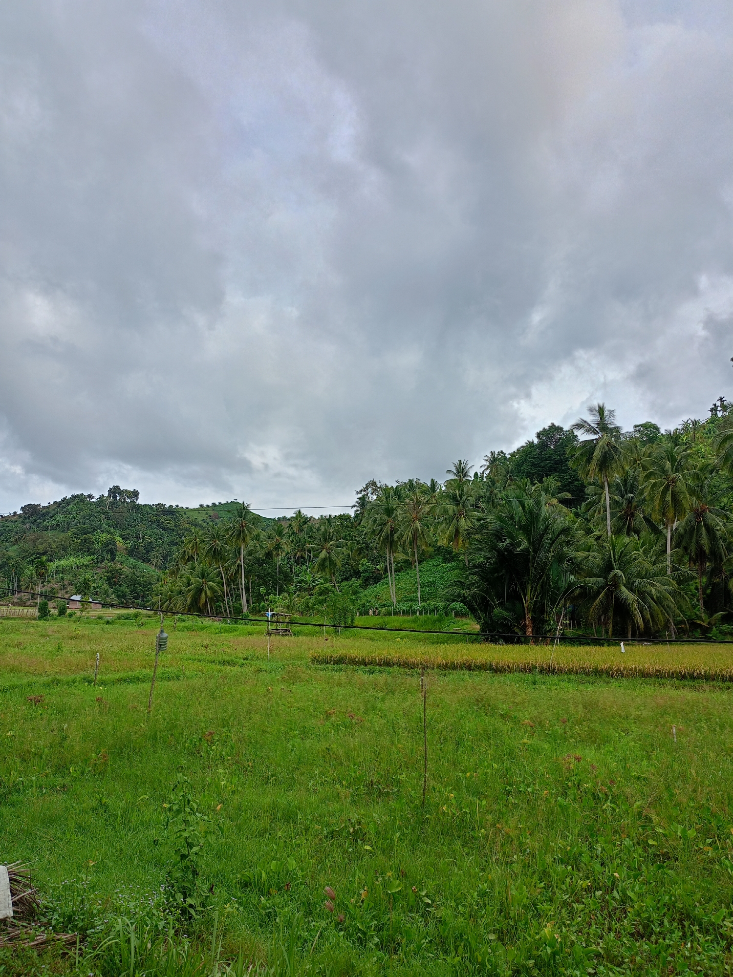 The image depicts a rural scene, likely in Palohpanyang, Indonesia, based on the prompt. The foreground is dominated by a field of green vegetation. In the midground, there is a visible patch of what appears to be rice paddies. A line of palm trees marks the transition to a forested hill in the background. Overhead, the sky is overcast with heavy clouds. Electrical wires are stretched across the scene. There are a few scattered objects throughout the field, including what might be fence posts.