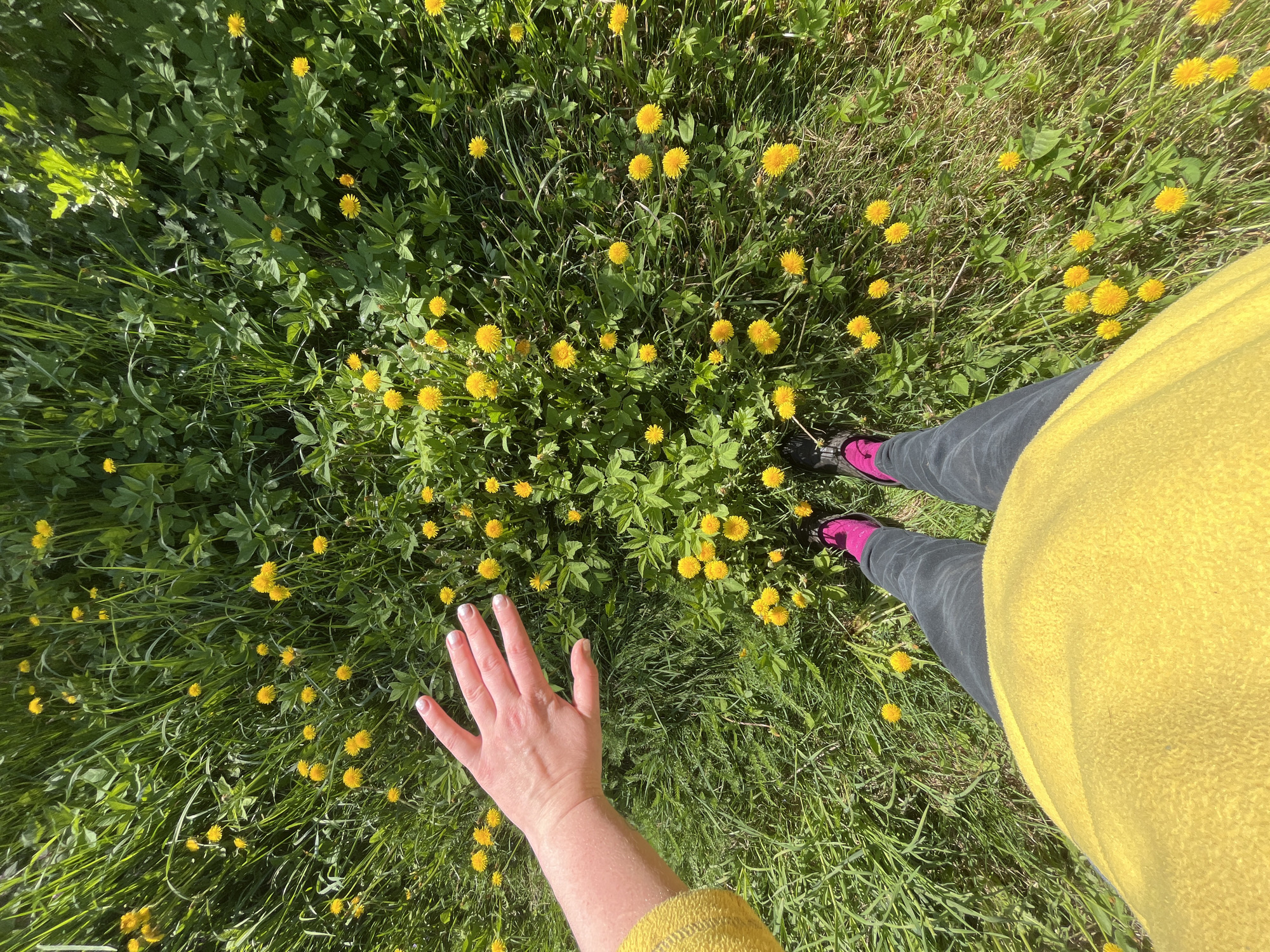 The scene is a ground-level, slightly angled shot of a field of dandelions and grass, possibly in Chaikovsky, Russia. A person is standing amongst the dandelions, their grey legs, pink shoes, and part of a yellow garment visible on the right side of the frame. Their left hand is extended towards the dandelions. The environment appears to be a field or yard with dense green vegetation, with numerous yellow dandelion flowers scattered throughout. The lighting indicates it is daytime. There are no other people or identifiable objects.