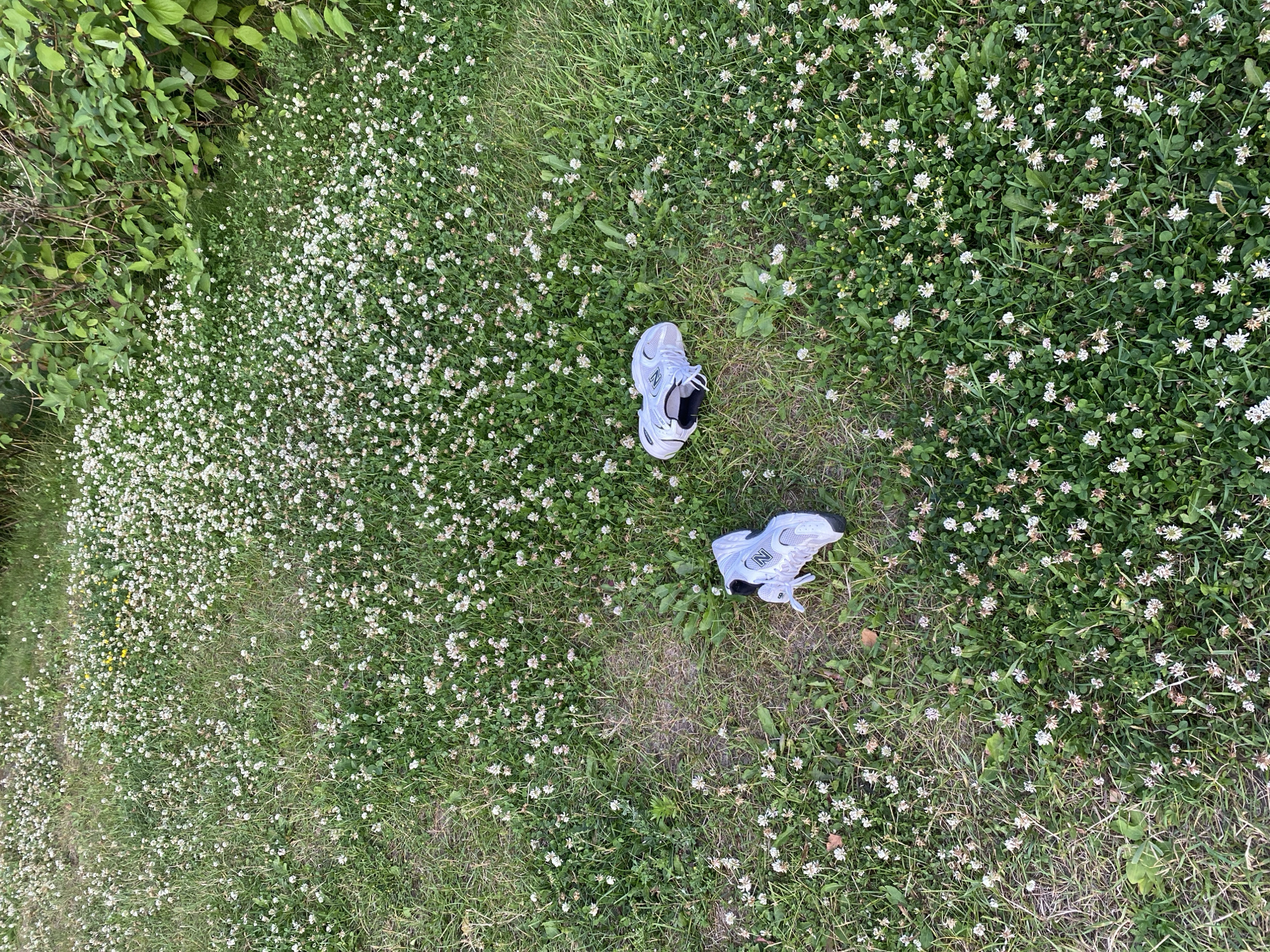 Two white athletic shoes are lying on a patch of grass and white clover. The shoes are a light color with dark accents and white laces. One shoe is facing up, while the other is lying on its side. The grass is green and appears to be healthy. The white clover is in bloom, with many small white flowers scattered throughout the grass. There is some vegetation in the background, which appears to be bushes or trees. The image is taken from a high angle, looking down at the shoes and the ground. The lighting suggests it is daytime, with the sun illuminating the scene. The setting appears to be outdoors in a natural environment, possibly a park or a field. No people are visible in the image. There is no visible text in the image. The overall impression is one of a relaxed or abandoned setting, with the shoes left behind in a tranquil natural environment. The location context provided is Khimki, Russia, which is consistent with a grassy, outdoor setting.