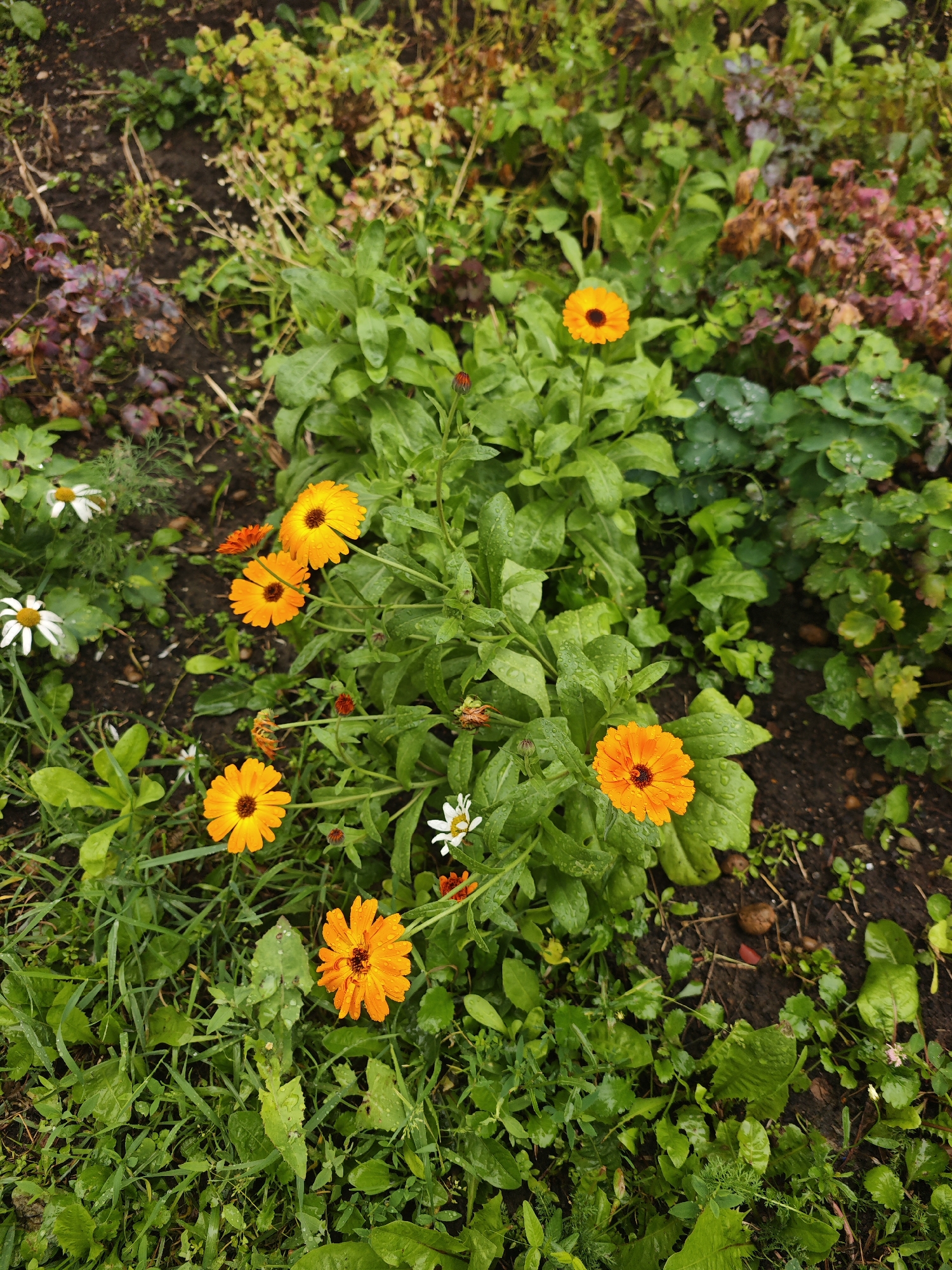 The image depicts an outdoor scene featuring a cluster of orange calendula flowers in various stages of bloom, interspersed with green foliage and some white daisy-like flowers. The plants are wet, suggesting recent rainfall, with visible water droplets on the leaves and petals. The ground is dark soil with some dry leaf litter and a few small stones. The overall impression is of a naturalistic garden or wild area. The image does not contain any people or identifiable landmarks that would indicate its specific location within the city of Chekhov, Russia.