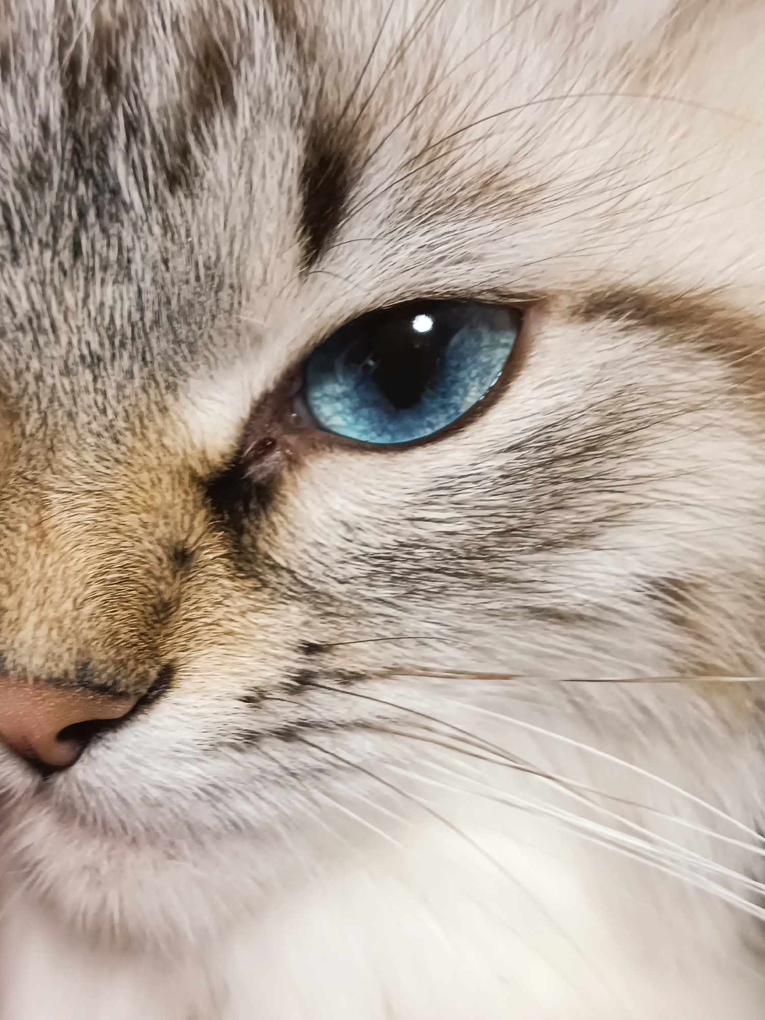 This is a close-up, high-angle, macro photograph of the left side of a cat's face. The cat has striking blue eyes and light-colored fur with darker tabby markings around its eye and forehead. The nose is pink, and long white whiskers are visible. The background is blurred and appears to be an indoor setting, with soft lighting. The image does not provide any information about the city of Noviy, Russia, or any other specific location.