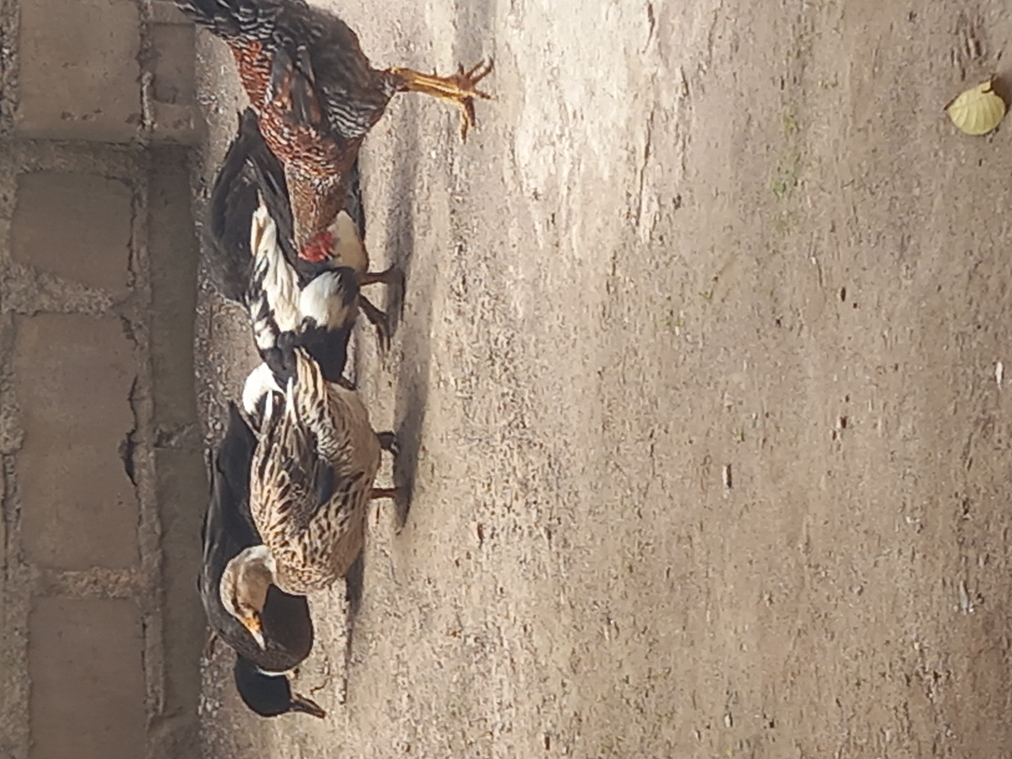The image depicts a group of fowl including chickens and ducks in Ojere, Nigeria. The fowl are standing on a dirt surface near a brick wall. One chicken is a mix of brown, black, and white with a reddish head and yellow legs. Below the chicken are ducks, some of which are black and white, and others are speckled brown and black. In the background is a dirt surface with a single leaf.