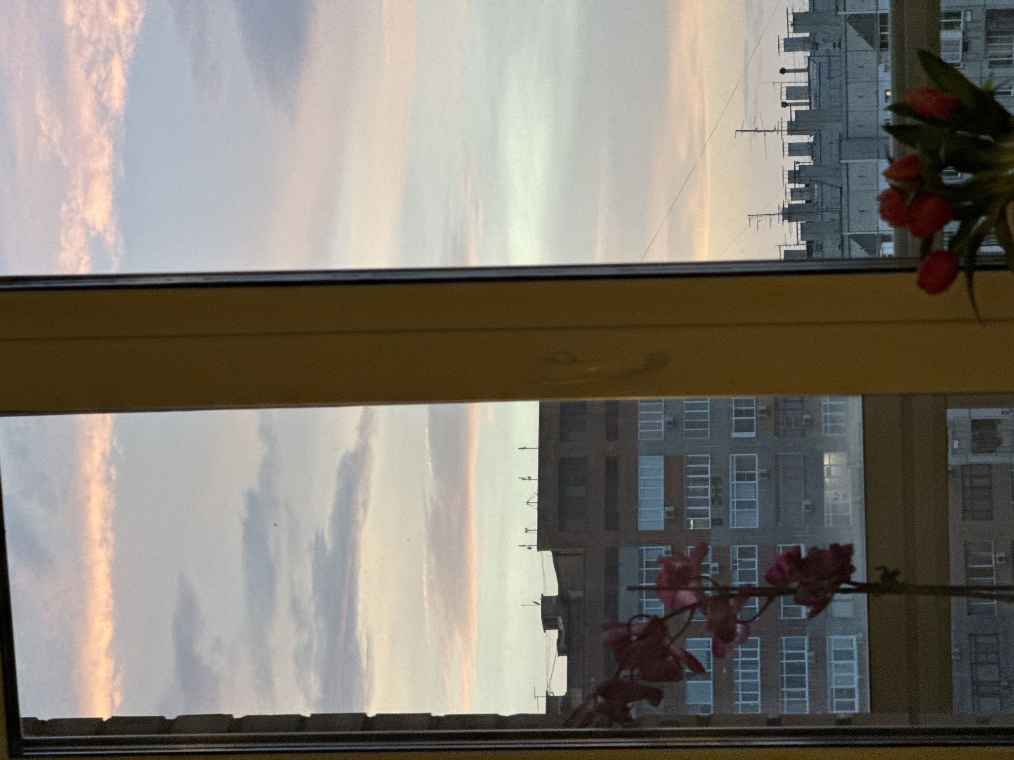 A view through a window reveals a cityscape at dusk or dawn. On the left, the sky is visible with pastel-colored clouds. To the right, there is a tall building with multiple windows. There are plants in front of the window; a cluster of red flowers appears in the upper right, and a branch with pink flowers is in the lower right.