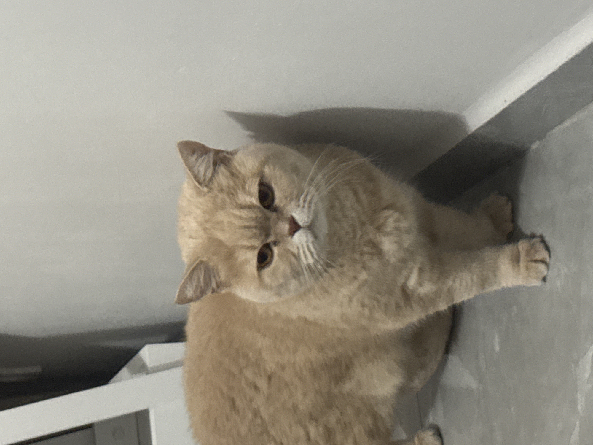 A tan, fluffy cat is lying on a gray surface, possibly a floor or counter, with its right paw extended forward. The cat is looking upwards towards the camera with golden eyes and a white muzzle. The background consists of a white wall and part of a white structure, possibly a shelf or cabinet. The lighting appears to be from an overhead source, casting a shadow behind the cat.