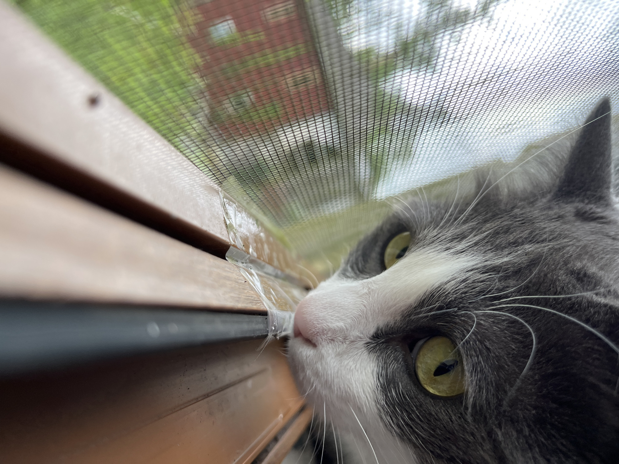 A close-up, low-angle shot shows a grey and white cat with bright green eyes peering through a window screen. The cat's head is angled downwards, with its nose and mouth close to the bottom edge of the window frame. Outside the window, a blurry red brick building and green foliage are visible. The image is likely taken in a residential area, possibly a house in Ureki, Georgia, given the architectural style suggested by the building. The overall impression is one of a curious pet observing the outside world.