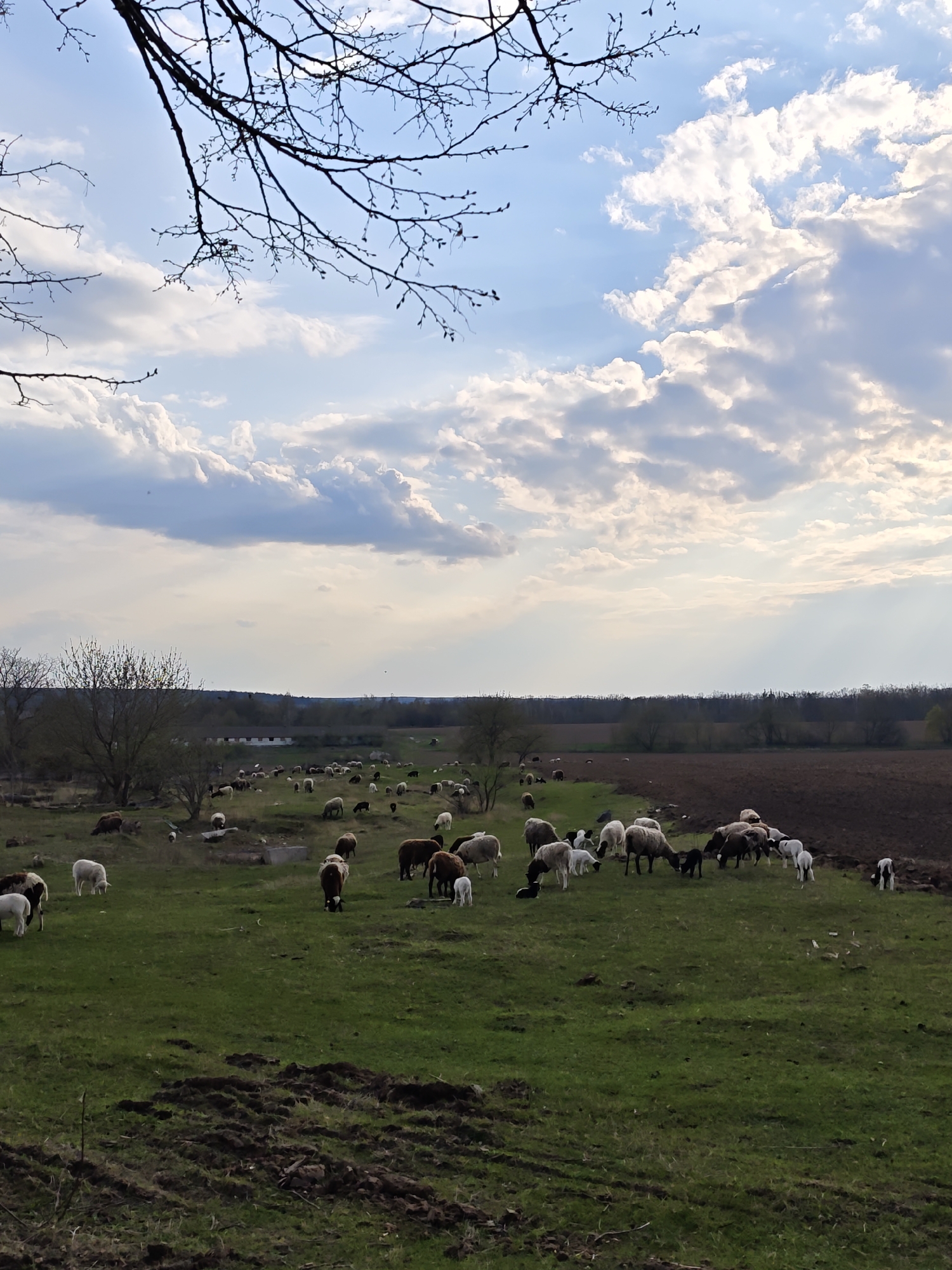 The image depicts a pastoral scene in Khrinivka, Ukraine. A large flock of sheep is grazing in a green pasture under a partly cloudy sky. Bare tree branches are visible in the upper left corner. In the background, a row of trees borders a field, and a building is partially visible among the trees. The foreground shows tilled earth.