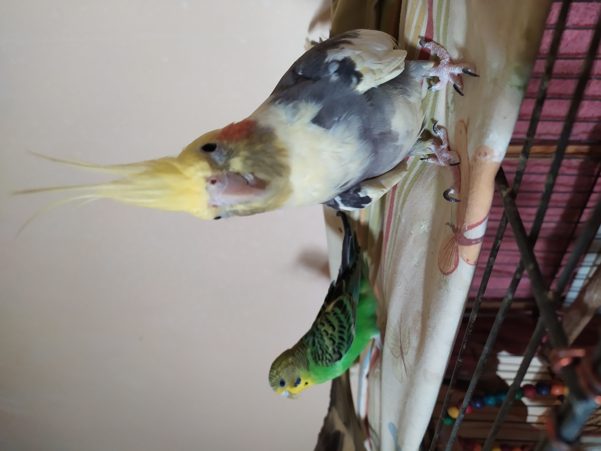 The image shows two birds. In the foreground, a cockatiel with a yellow crest, grey and white body, and orange cheeks is perched on a patterned surface. Its beak is pink, and its eyes are black. Its feet are pink with black talons. In the background, a green budgerigar is perched to the left of the cockatiel. The budgerigar has yellow and black markings on its head and wings, and black eyes. The birds are inside or near a cage, indicated by the metal bars visible in the foreground and lower part of the image. A colorful beaded toy hangs from the cage on the left. The background is a plain, light-colored wall. The scene appears to be indoors, in a domestic setting. There is no indication of the city of Bilajari, Azerbaijan in the image.