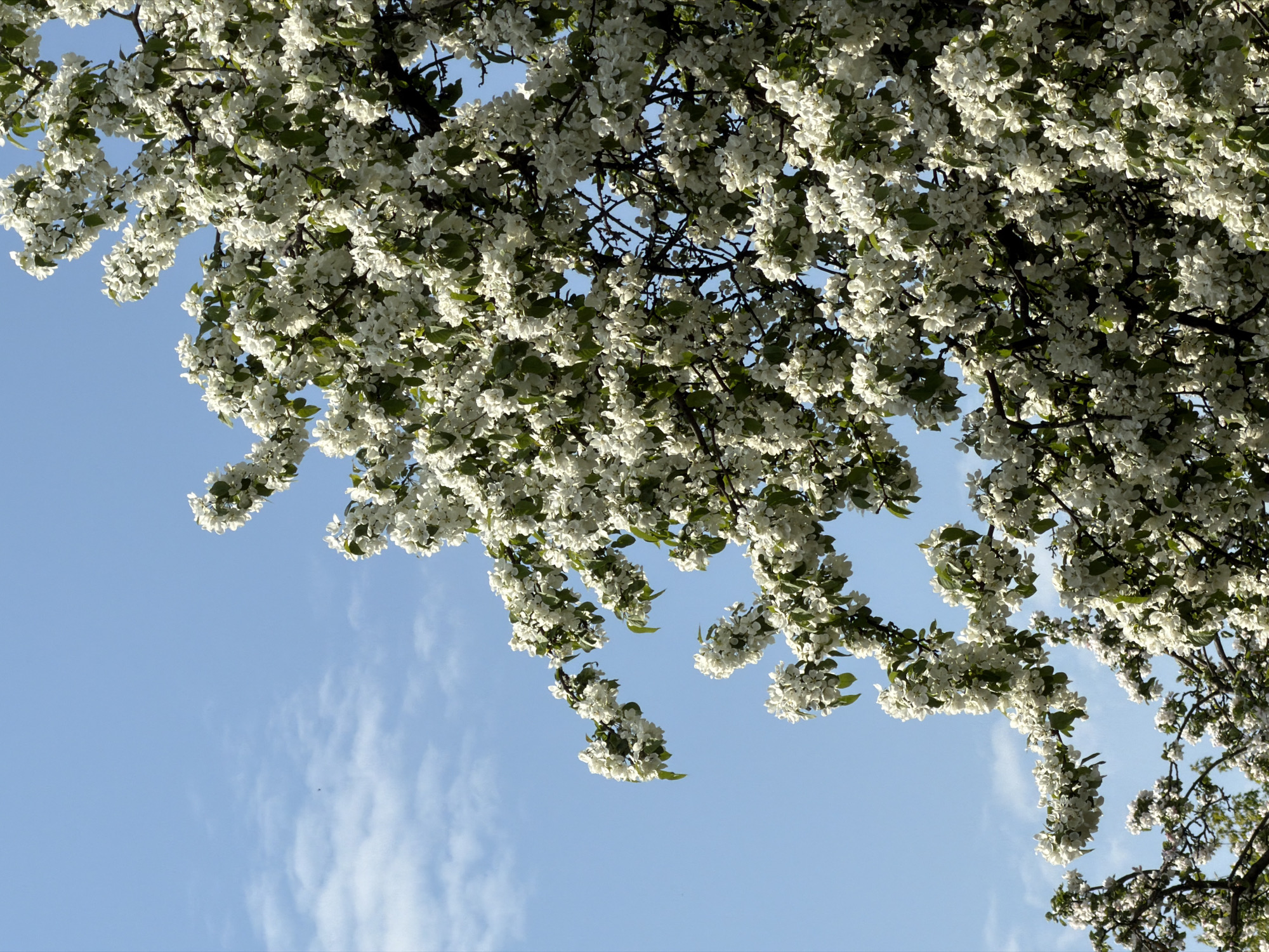 The image shows a view looking up into the branches of a flowering tree against a light blue sky with wispy clouds. The tree is densely covered in white blossoms and some green leaves. The setting is in Saint Petersburg, Russia.