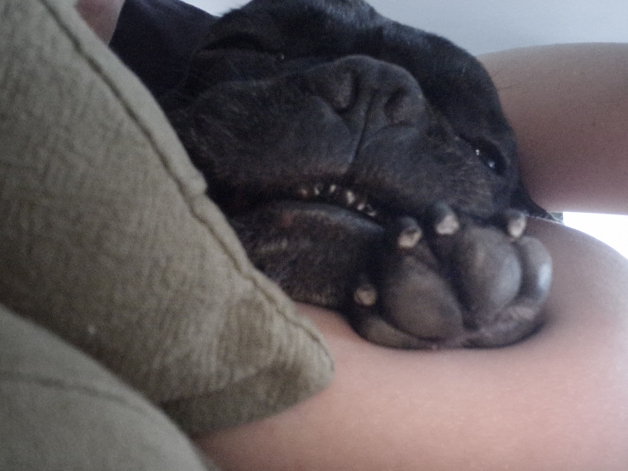 A close-up shot depicts a black dog resting its head and paw on a person's arm or leg. The dog's snout and paw are prominent, with visible teeth and toes. Part of a beige fabric, possibly a cushion or piece of clothing, is visible on the left side of the frame. The skin tone of the person is pale. There is no information available in this image to determine the location in Plovdiv, Bulgaria.
