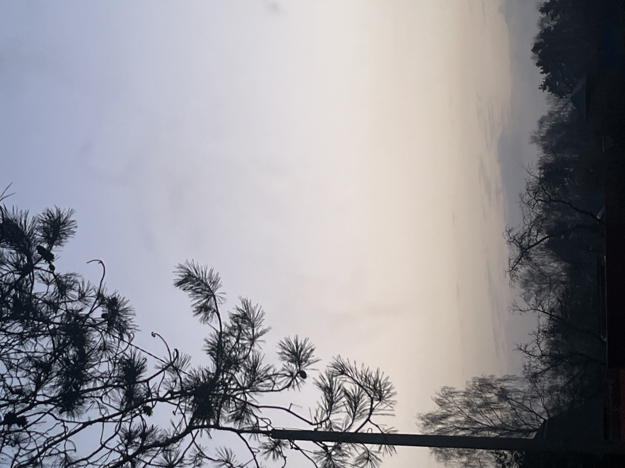 The image depicts a view in Раздолье, Russia, showing a cloudy sky transitioning from a cooler, blueish hue on the left to a warmer, yellowish tone on the right. In the foreground, silhouettes of pine tree branches and needles are visible. On the right side of the image, there are darker silhouettes of other trees and perhaps a building or structure. The photo appears to have been taken at an angle, perhaps from a lower vantage point looking upwards. There are no people visible in the image.