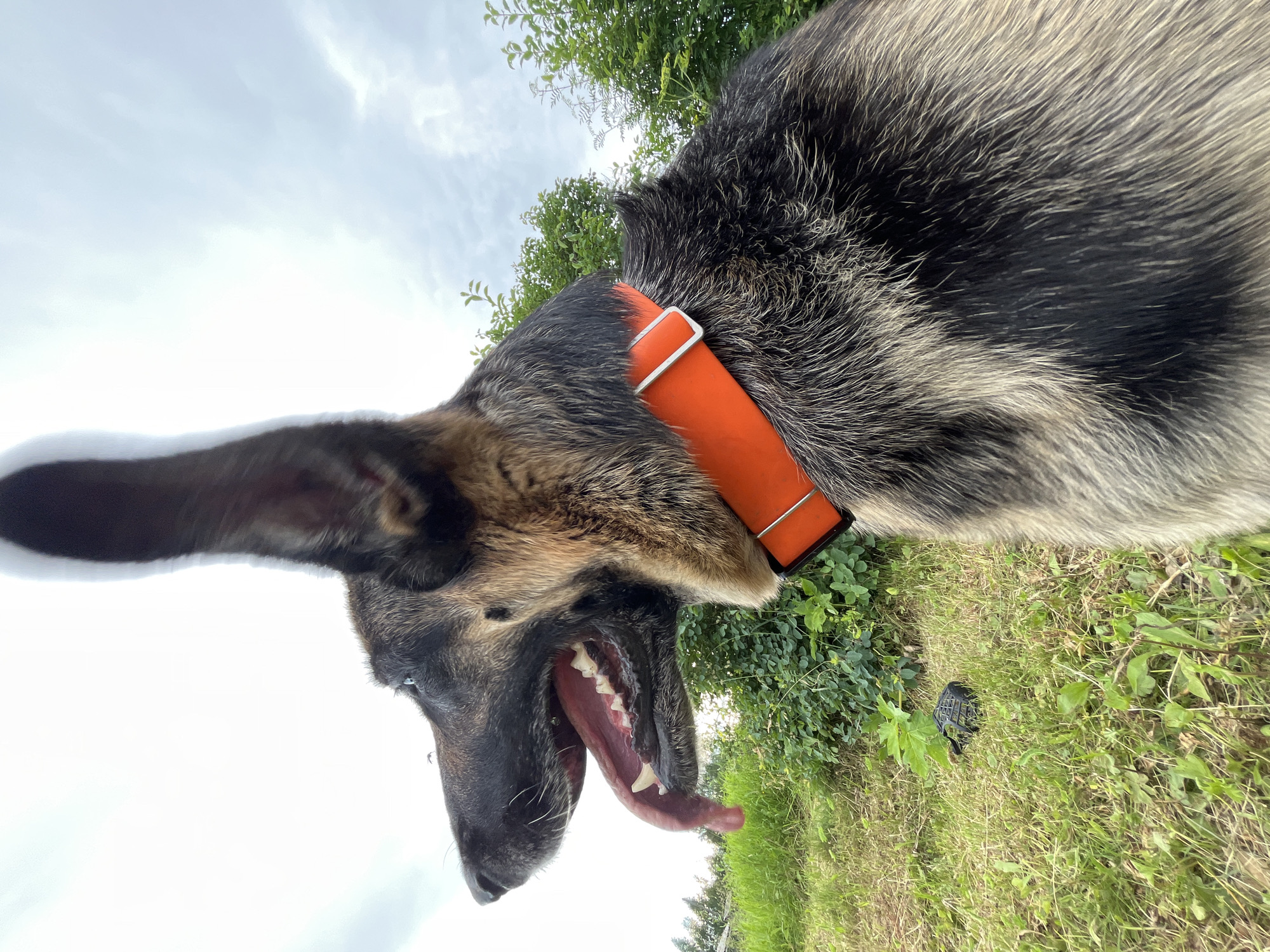 A German Shepherd dog wearing an orange collar is shown from a low-angle perspective outdoors. The dog's head is tilted upwards and to the left, with its mouth open and tongue hanging out. Its fur is a mix of black, brown, and gray. The background includes green foliage and grass, with a cloudy sky visible above. The scene appears to be set during the daytime, possibly on a slightly overcast day. A small black object, possibly a toy or debris, is visible on the grass to the right of the dog. The image has a casual, candid feel, suggesting the dog might be panting or excited. No visible text is present in the image. The location context is Nizhny Tagil, Russia.