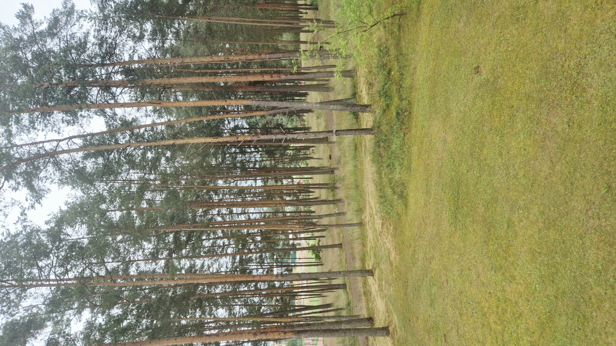 The image depicts a dense forest of tall, slender pine trees with rough, light brown bark. The forest floor is covered in a mix of green grass and dried, yellowish-brown pine needles. In the background, visible between the trees, are hints of a sports field with red and white markings, suggesting the forest is located adjacent to a recreational area. The sky is overcast and grey. The scene appears to be a natural outdoor environment, likely in Varena, Lithuania, given the context. There are no people or animals visible in the image.