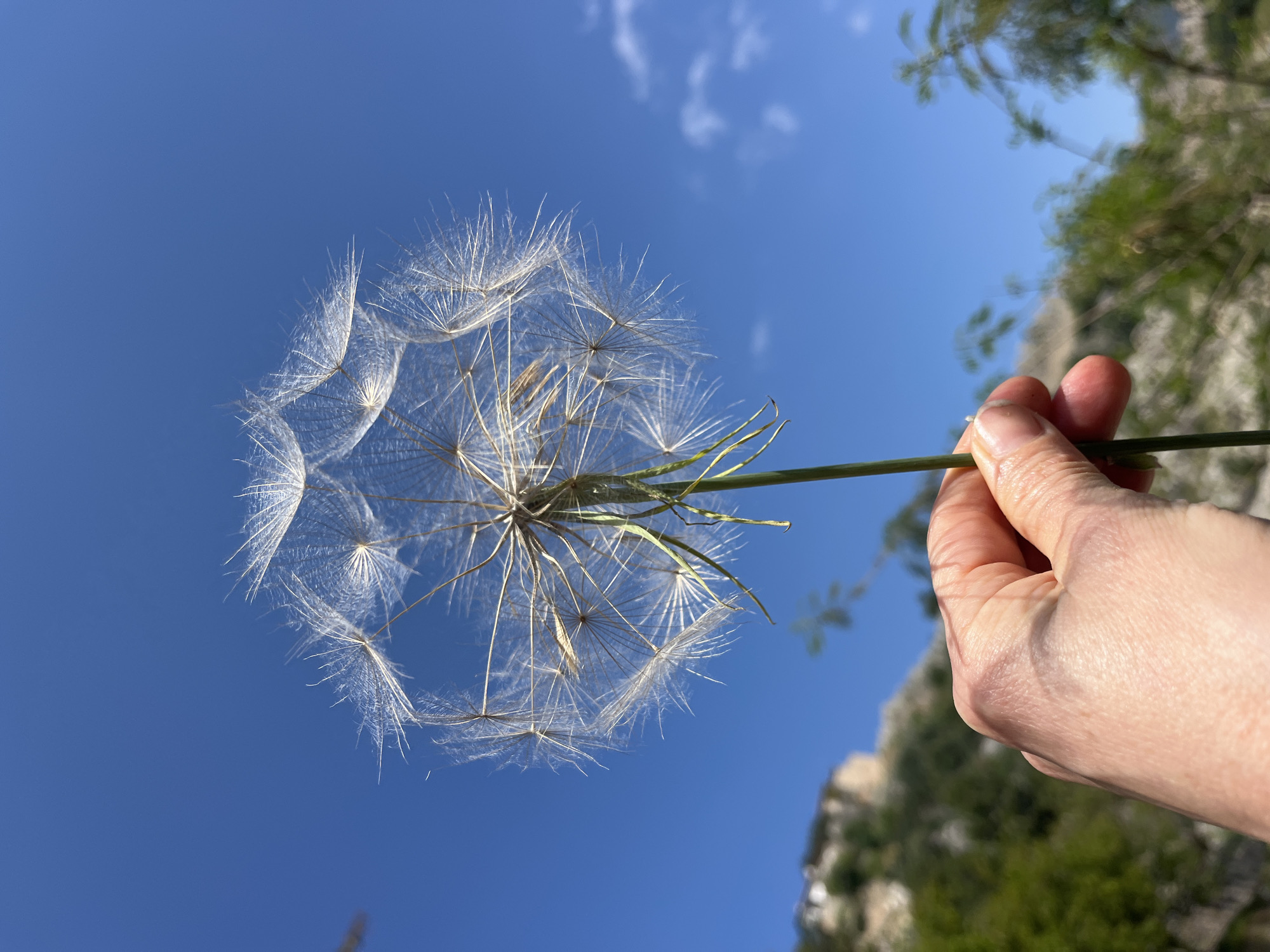 A hand holds a large, round dandelion seed head against a clear blue sky. The seed head is mostly white with some green sprigs near the center. The hand is light-skinned and holds the green stem. In the background, there is a blurred view of a rocky landscape with green vegetation. It is daytime. Based on the likely flora and geography, the location is most likely in or near Alanya, Turkey.