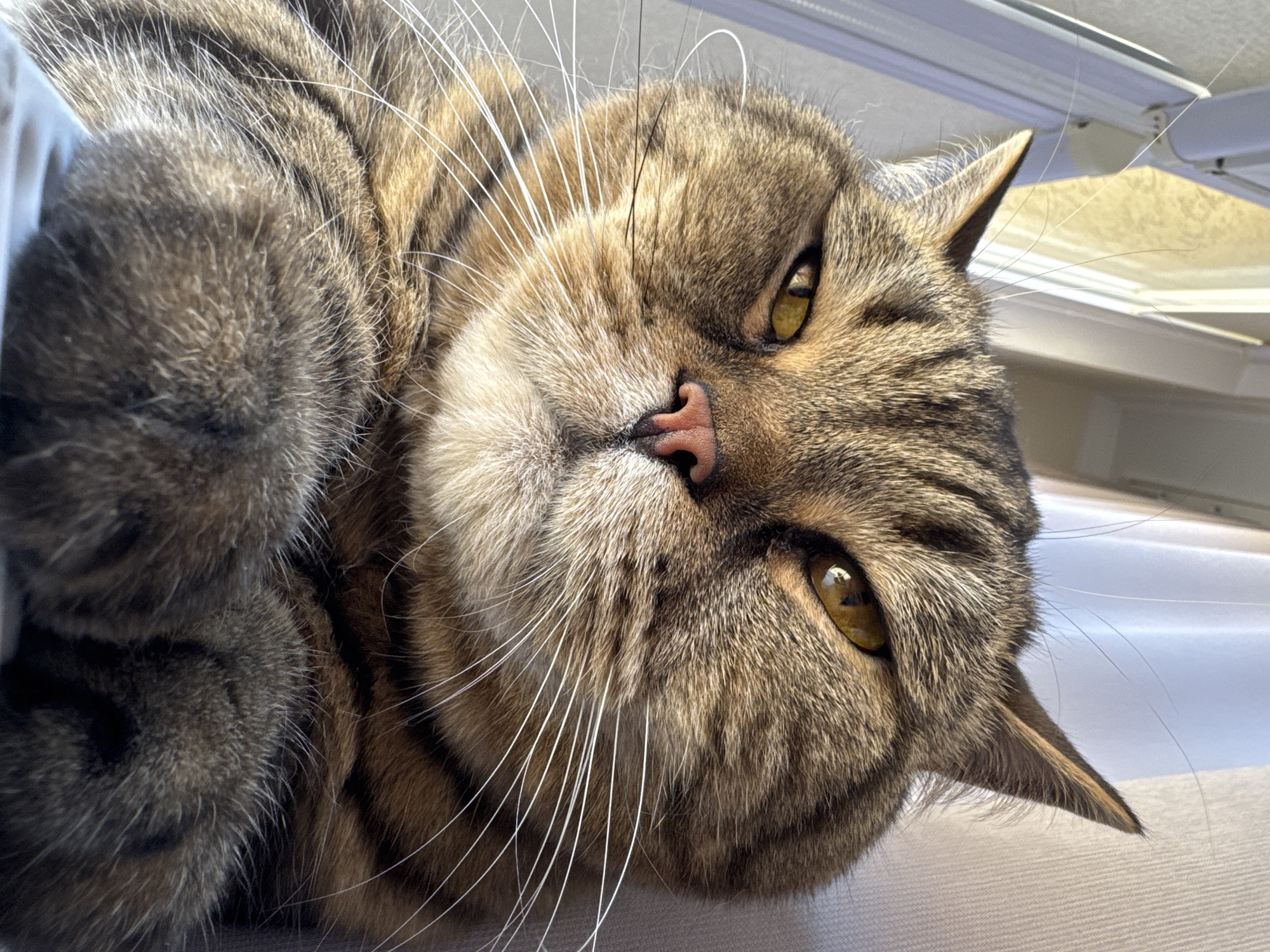 A close-up, low-angle shot shows a tabby cat with yellow eyes lying on its back. The cat's face fills most of the frame, with its head tilted to the right. Its fur is striped with shades of brown and black. The cat's pink nose is prominent, and its whiskers are long and white. In the background, there is a white ceiling or windowsill with some natural light coming in from the right, suggesting it might be daytime. The setting appears to be indoors, possibly in a home in Mikhaylovsk, Russia. The cat's expression is relaxed, possibly sleepy or content. There is no visible text in the image.
