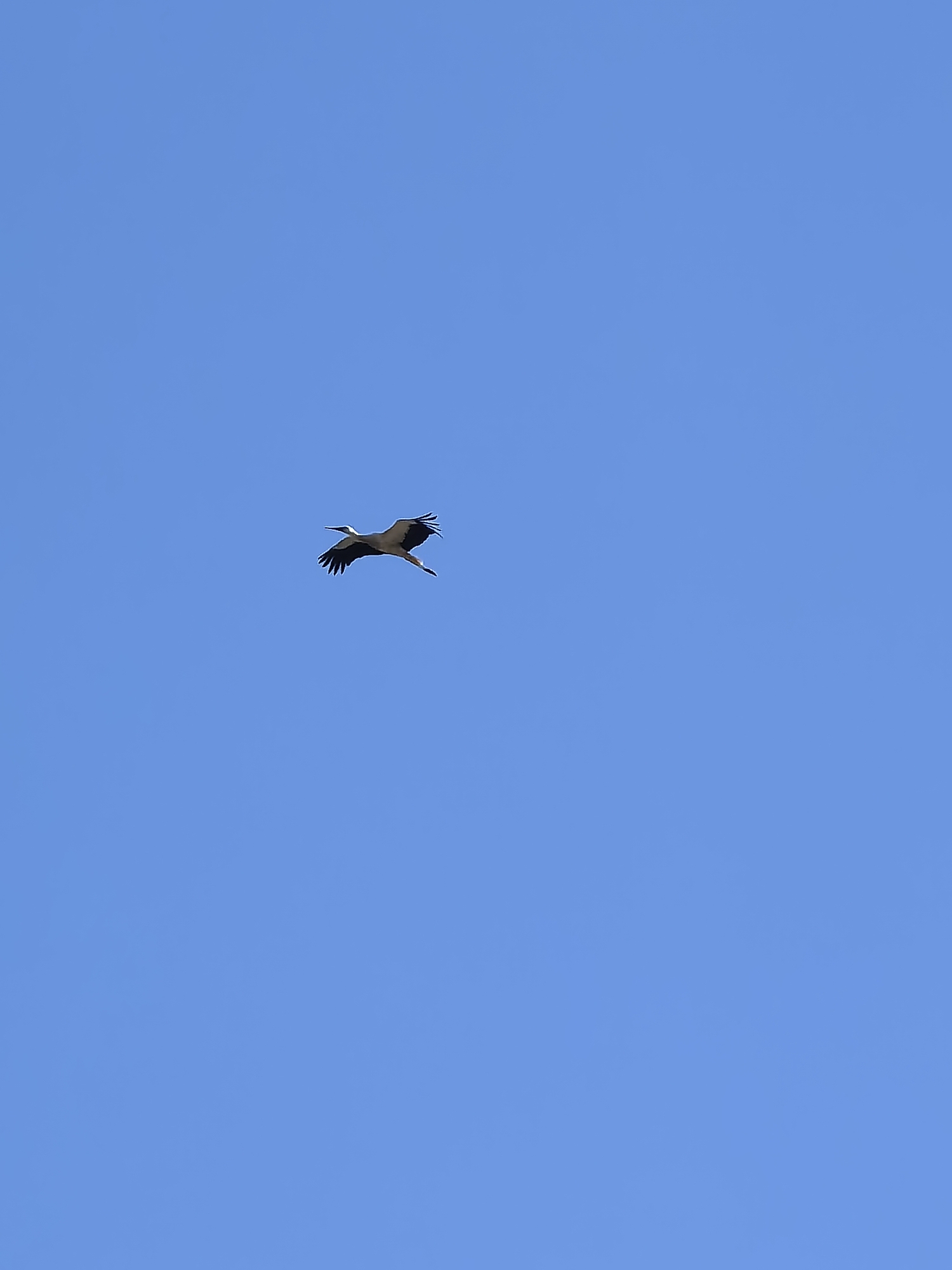 A bird flies in a clear blue sky. No city or location is apparent.