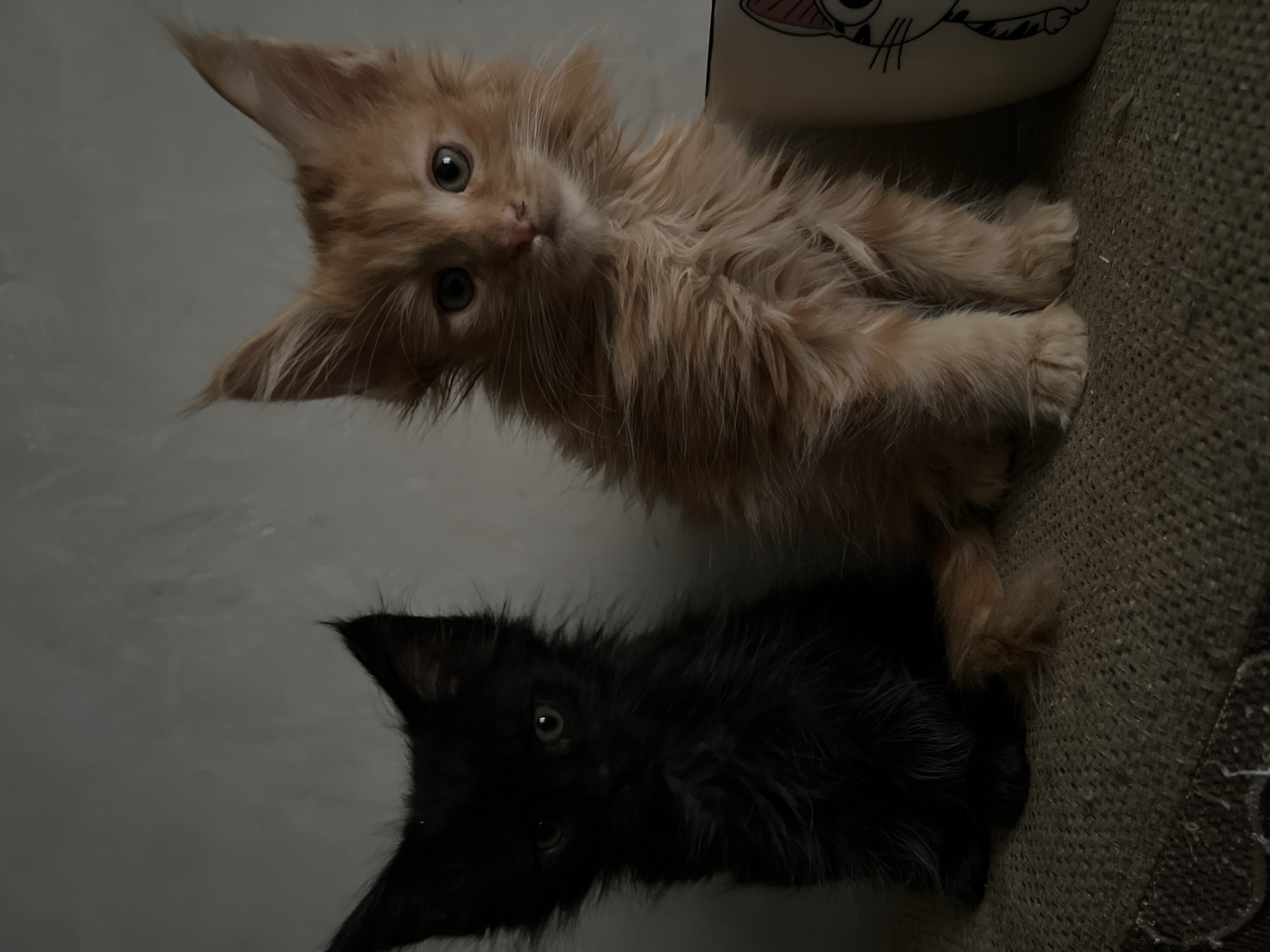 This is a close-up, low-angle shot of two kittens. The kitten in the foreground is black with wide, observant eyes, and its fur is fluffy. The kitten behind it is a light orange color, also fluffy, with similar large eyes and pointed ears. Both kittens appear to be young and are looking towards the camera with a curious expression. They are positioned on a textured surface, possibly a sofa or carpet, which is a neutral brown color. To the upper right of the orange kitten, a portion of a white object with a simple cartoonish drawing of a face is visible, suggesting a bowl or mug. The background is mostly out of focus and appears to be a plain, light-colored wall. The lighting is dim, creating a slightly moody atmosphere. There is no visible text in the image, and no specific cues about the time of day, weather, or precise location in Markova, Russia, beyond the information provided. The image captures a quiet, domestic moment with the two young felines.