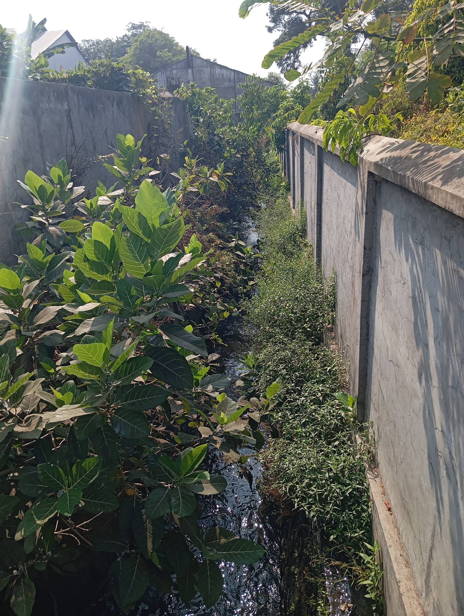 This is a medium-shot, eye-level, outdoor, daylight photograph taken in Sokaraja, Indonesia. The image depicts a narrow, sunlit water channel or drain lined by concrete walls on both sides. Lush green vegetation, including leafy plants and smaller bushes, grows abundantly along the edges of the channel and on top of the wall on the right. Sunlight creates bright reflections on the water's surface and casts shadows from the foliage onto the concrete wall on the right. In the background, trees and structures, including a house with a white, angled roof and another building with a dark, peaked roof, are visible. The overall scene suggests an overgrown urban or semi-urban area.