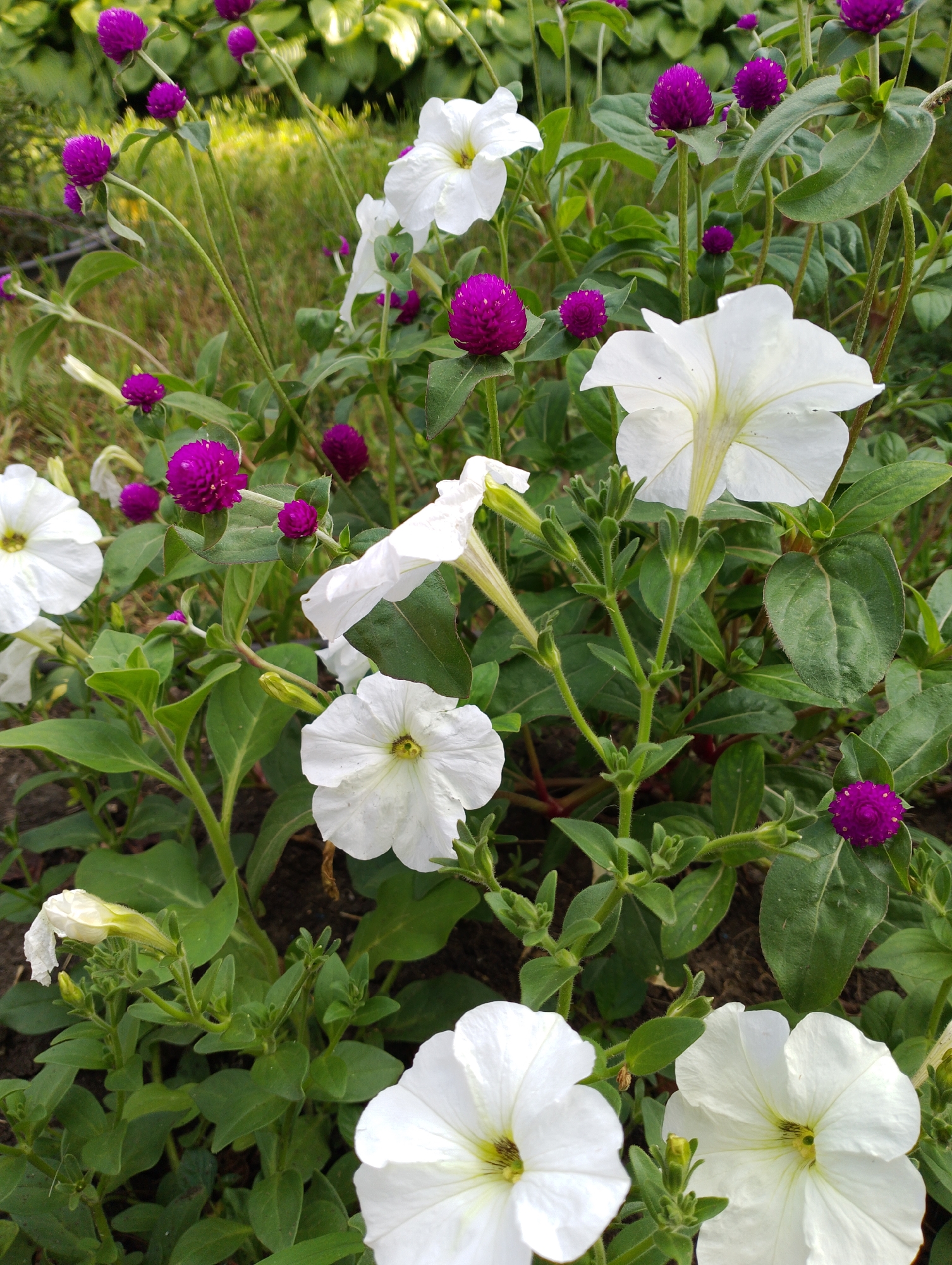 The image shows a close-up view of a flowerbed with white petunias and purple globe amaranth flowers. The flowers are in bloom and appear to be healthy. The background is a blur of green foliage and some brown soil. The scene is likely a garden in Dinskaya, Russia, given the context provided. There are no people or animals visible in the image. The focus is entirely on the floral arrangement, highlighting the vibrant colors and delicate textures of the flowers.