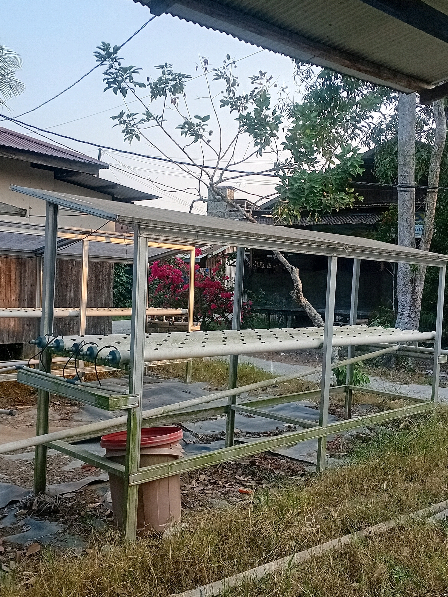 The image depicts an outdoor hydroponic system in Anggana, Indonesia. The system is constructed with a metal frame supporting rows of white pipes with circular openings. Several black connectors and tubes are visible on one of the pipes. A brown plastic bucket with a red lid is stacked on top of another similar bucket at the base of the structure. The ground is covered with black sheeting and dry leaves, with overgrown dry grass in the foreground. In the background, a building with a corrugated metal roof and wooden siding is visible, along with trees, including a tree with pink flowers and a bare, gnarled tree branch. Electrical wires crisscross the sky. The overall scene suggests a rural or semi-rural agricultural setting.