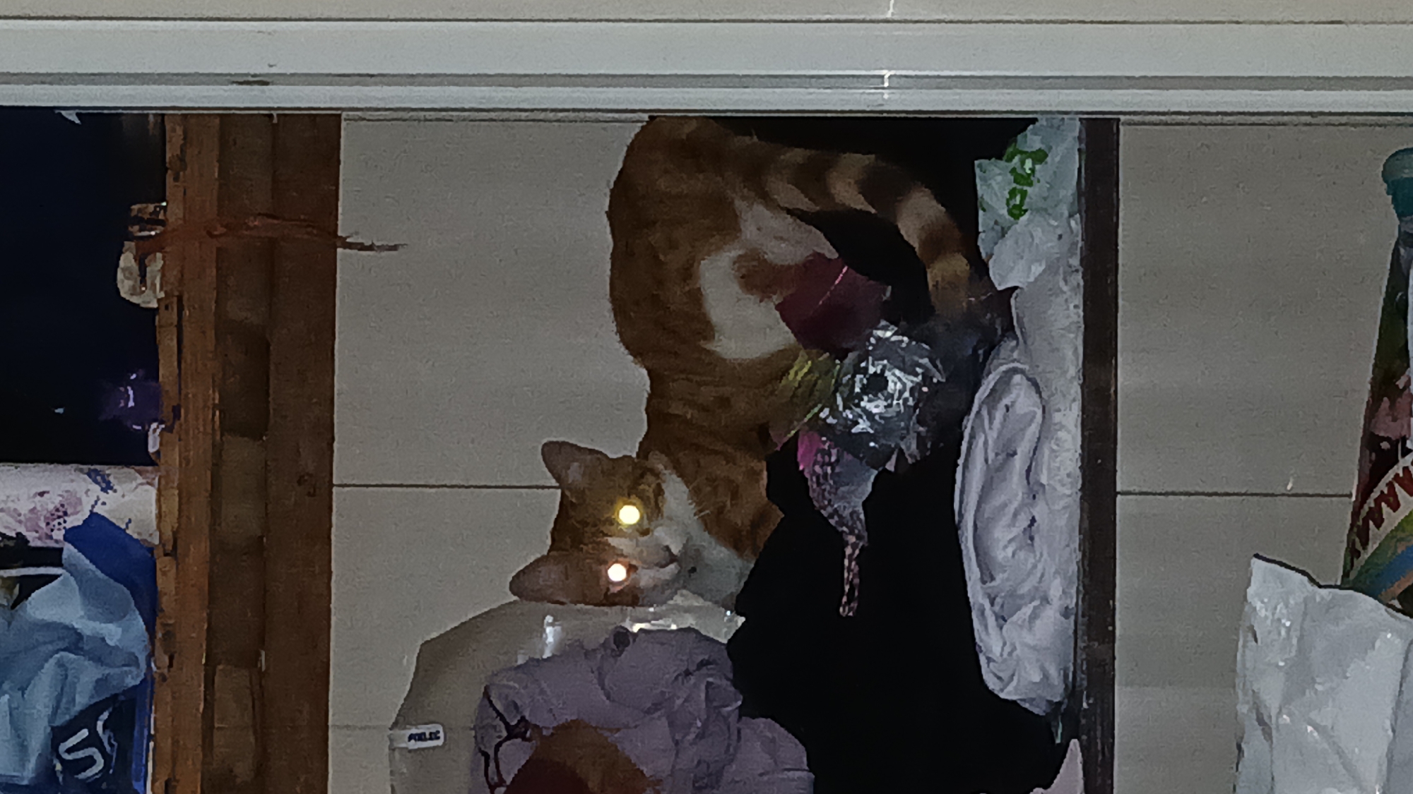 An orange and white striped cat is inside a partially open closet in Altagracia, Venezuela. The closet's contents include clothing and plastic bags. The cat's eyes are reflecting light. The closet appears to be built into a wall with horizontal paneling. The doorway is flanked by exposed wooden framing and clutter.