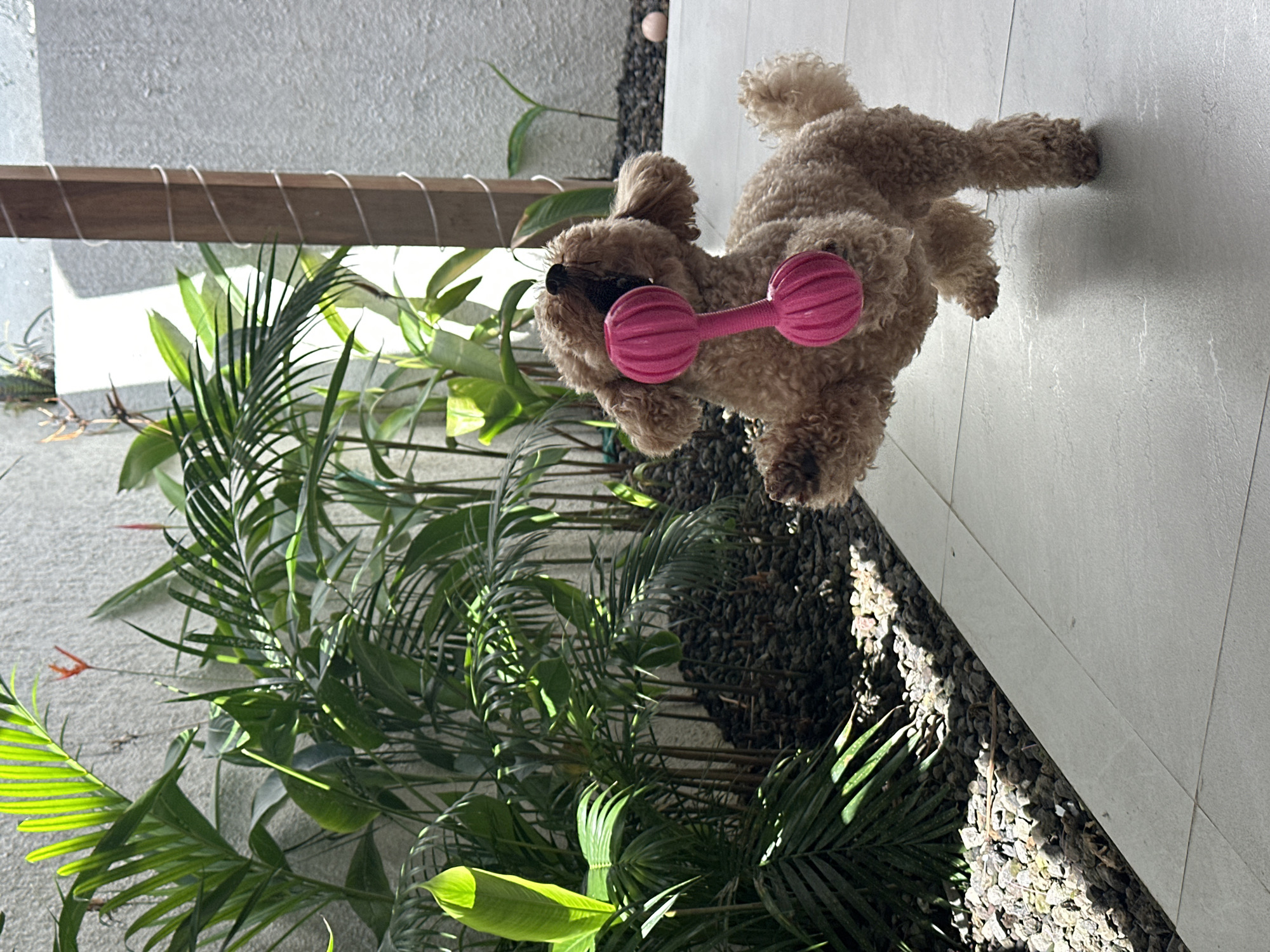 An adult, light brown poodle is captured mid-air, performing a playful jump while holding a pink, dumbbell-shaped chew toy in its mouth. The dog is positioned on a light grey tiled surface, which appears to be an outdoor patio. To the left of the dog, a dense arrangement of lush green tropical plants, including palm fronds, thrives amongst dark grey gravel. The background consists of a textured white wall and a vertical wooden post wrapped with white wire. Sunlight casts strong shadows across the scene, indicating a bright, sunny day. The location is identified as North Kuta, Indonesia.