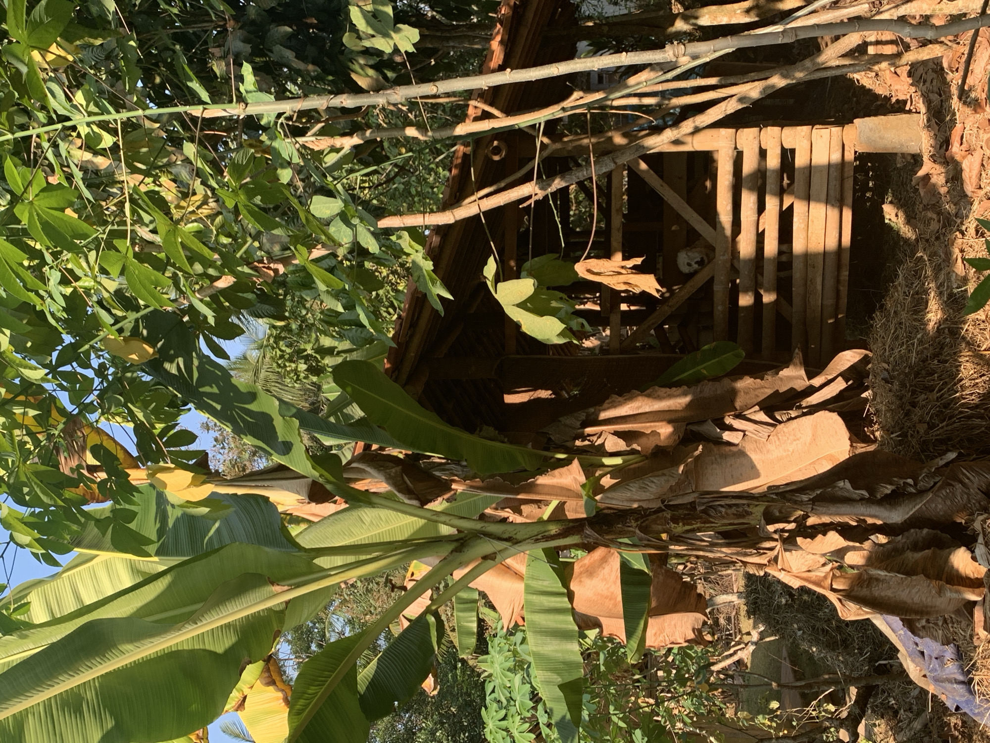 In the city of Jelat, Indonesia, a small wooden structure, possibly an animal pen, is visible amidst lush greenery. The structure is partially obscured by a large banana tree with broad, green leaves and dry, brown fronds. The pen is constructed from rough-hewn wooden planks and beams, supported by concrete pillars. Inside, a white goat with dark markings around its eyes is visible, standing within the pen. The ground around the structure is covered in dry leaves, straw, and some scattered foliage, suggesting an outdoor, perhaps rural, environment. The scene is bathed in the warm light of what appears to be late afternoon sun, casting long shadows across the ground. The surrounding vegetation, including tall trees and dense foliage, indicates a tropical or subtropical climate.