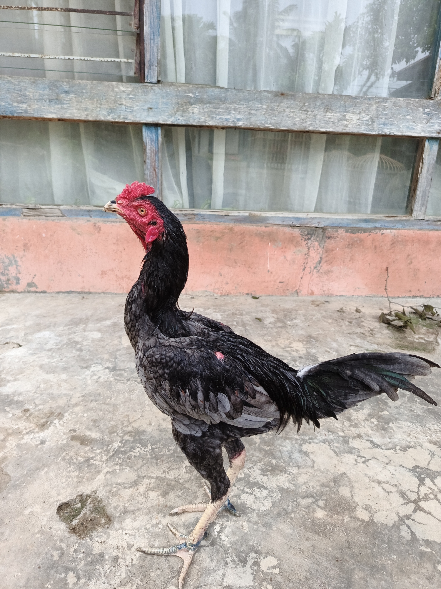 A full-body, medium shot features a dark grey/black rooster standing on a concrete surface. The rooster is facing slightly to the left of the frame. It has a bright red comb and wattle. The rooster’s plumage is a mix of black, grey, and iridescent green feathers. The concrete surface is cracked and stained, with some small patches of moss or algae. In the background, there is a wall that has a faded red or pink section, with a weathered, light-blue wooden window frame above it. Light-colored curtains are visible behind the window. The location is Lhokseumawe, Indonesia.