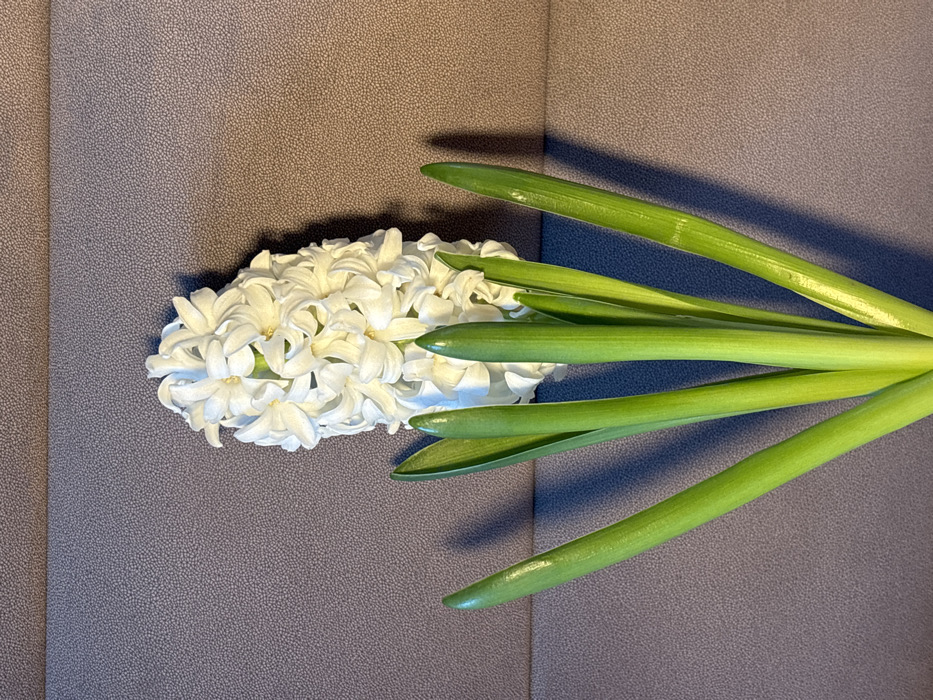 A white hyacinth plant is centered against a dark taupe-brown background with a fine, uniform pebbled texture. The plant features a prominent, dense cluster of white florets forming a conical inflorescence, positioned slightly towards the upper right. Multiple upright, glossy green, strap-like leaves extend from the lower portion of the frame, tapering upwards. Illumination originates from the upper left, casting distinct shadows of the plant onto the background to its right and slightly below. No people or identifiable architectural features are present to determine a specific location within Krasnodar, Russia.