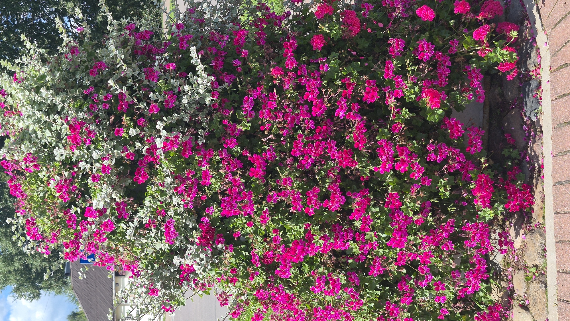 An overgrown planter overflows with a dense mass of bright pink geraniums and silvery-green foliage. The planter is situated outdoors in Krāslava, Latvia, as indicated by the context. The foreground features a border of red bricks and some rocks, with fallen pink petals scattered on the ground. In the background, a building with a dark, sloped roof and a blue sign is partially visible, along with mature green trees. The scene appears to be a public space, likely a street or park area, given the presence of the building, trees, and paved surfaces. There are no people or animals visible in the image.