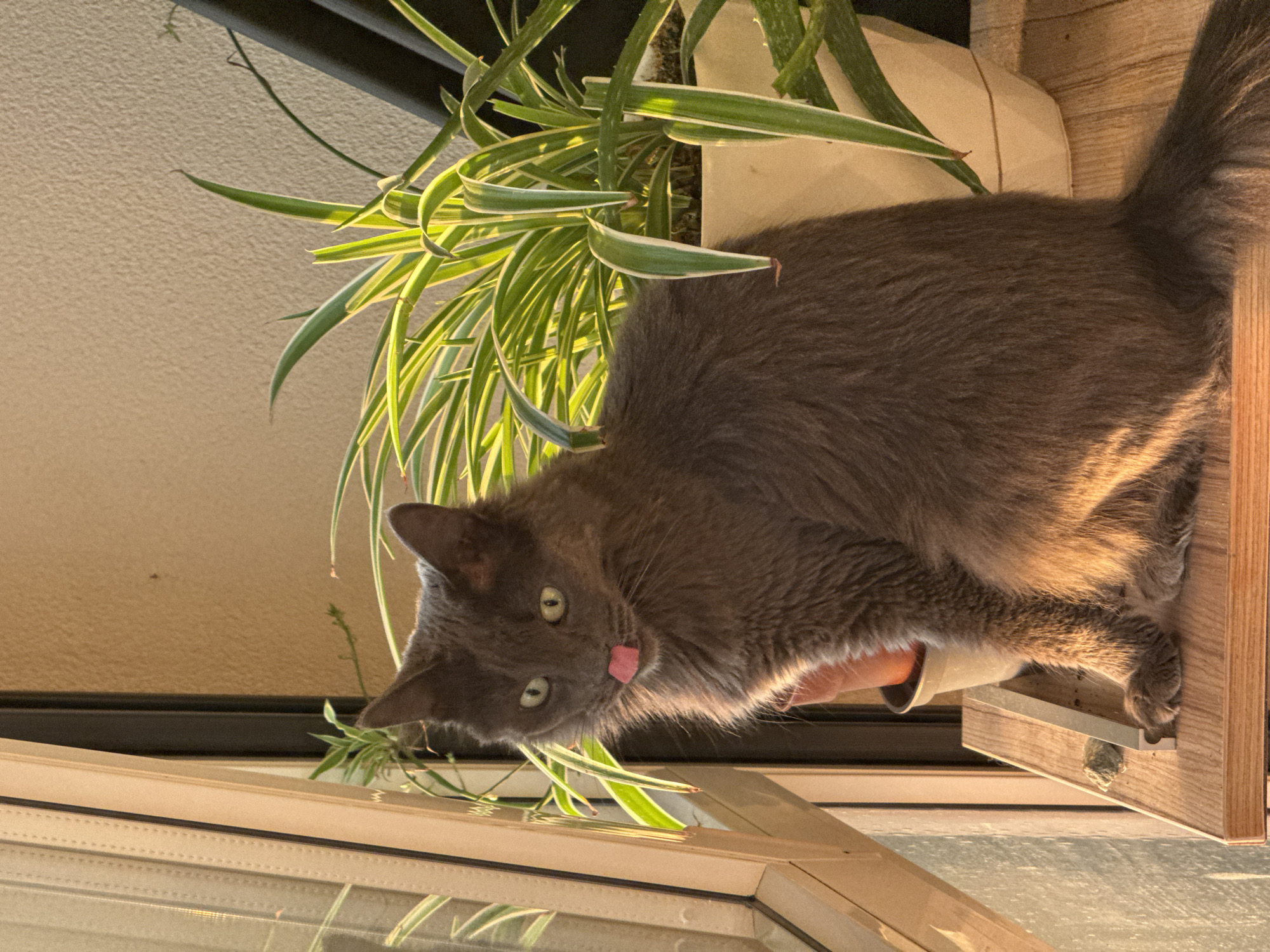A gray cat with green eyes is perched on a wooden shelf next to a plant with green and white striped leaves. The cat is sticking its tongue out. The shelf appears to be mounted on a window frame. The background is out of focus but appears to be an exterior wall. The location is Varna, Bulgaria.