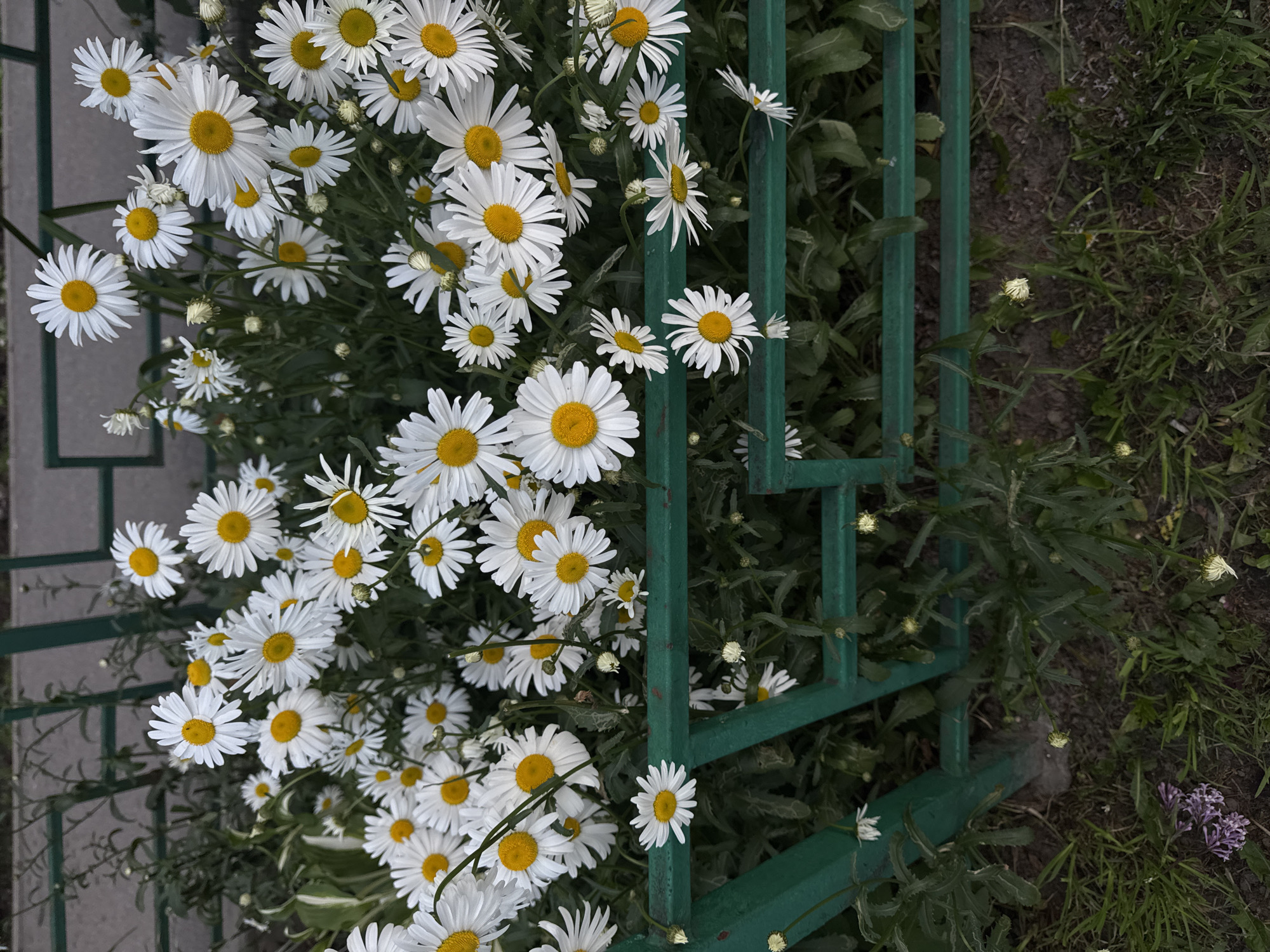 The image shows a close-up view of a dense patch of white daisies with yellow centers, blooming behind a green metal fence. The fence has a geometric, barred design. In the background, there is a textured, grayish surface, possibly a sidewalk or wall, and some out-of-focus green foliage. The foreground shows more green grass and soil, with a few scattered purple flowers and some unopened daisy buds. The overall scene suggests an outdoor setting, possibly a garden or public space in Murino, Russia, characterized by natural elements and urban infrastructure. There are no people or animals visible in the image.