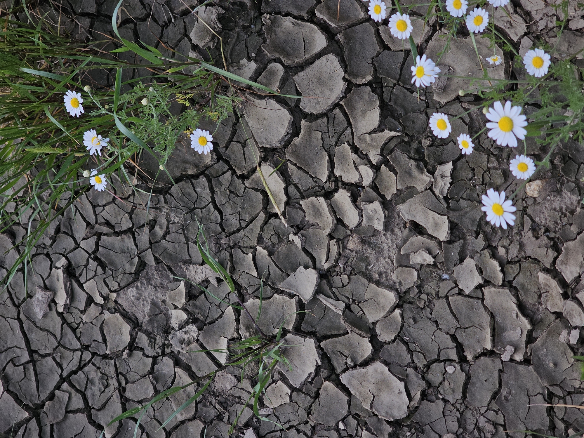 The image depicts a parched, cracked earth surface, indicative of extreme drought conditions. The cracked earth is primarily gray. Patches of green grass and small white daisies are interspersed throughout the frame, suggesting some persistence of life amidst the aridity. The location is Dobri Dol, Bulgaria. No people, actions, or interactions are visible.