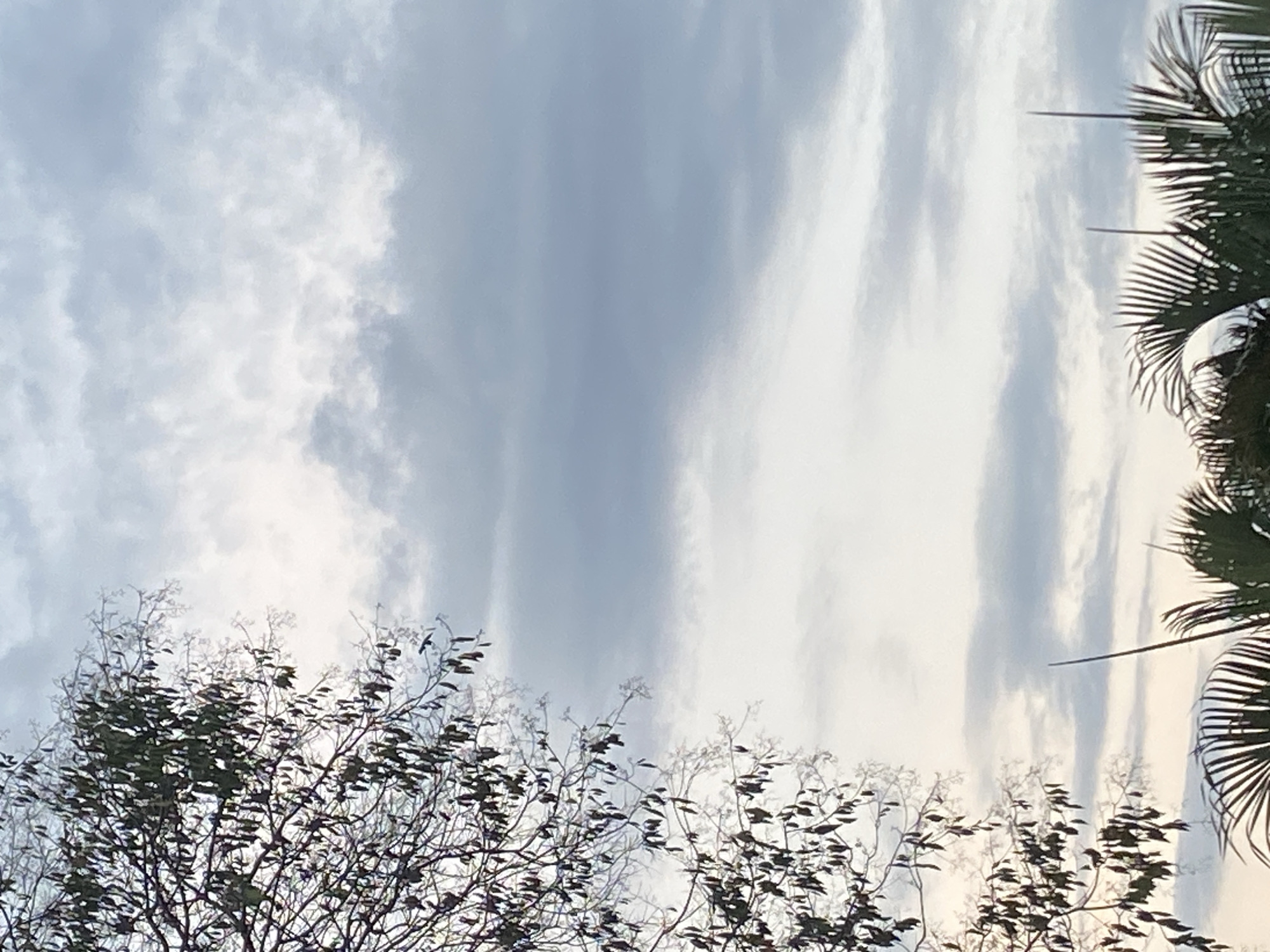 The image shows a view of the sky partially obscured by trees. The sky is a mix of light blue and white, with clouds visible. The trees, located in the foreground at the bottom of the image, have dark foliage and branches that extend towards the sky. A palm tree is visible on the right side of the image. The scene is in Tinaquillo, Venezuela.