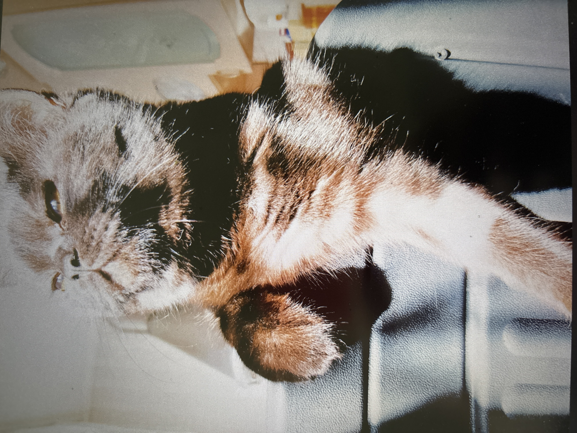 The image shows a close-up of a brown and white cat, possibly a Persian or a similar breed, with its head tilted slightly to the side. The cat has a fluffy coat and is looking towards the left of the frame with its eyes partially closed, giving it a sleepy or disdainful expression. One of its front paws is visible, resting on a dark, textured surface. The background is out of focus and appears to be indoors, with some light sources casting shadows. There are no discernible landmarks or contextual clues in the image that would allow for the determination of its location within the city of Novosibirsk, Russia.