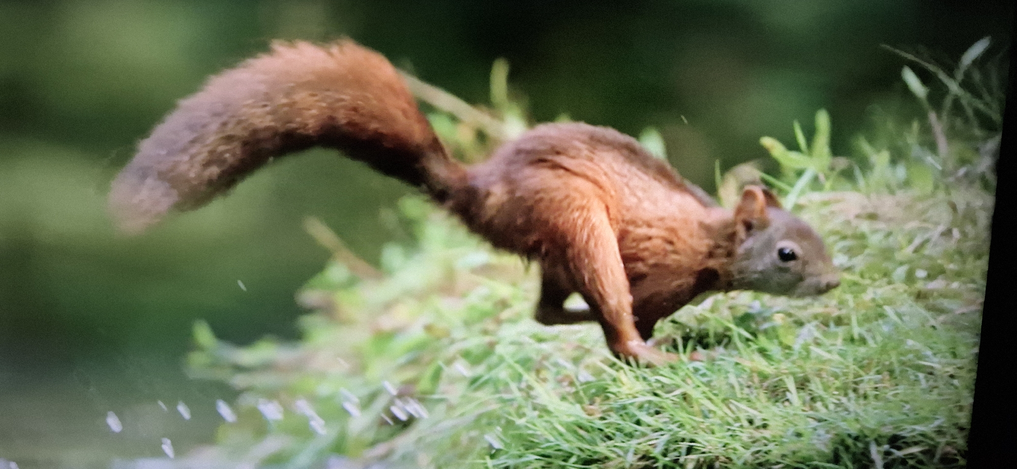 A squirrel is captured mid-leap on a grassy bank. The squirrel is reddish-brown with a bushy tail, its body arched as it moves from left to right. It is positioned on the right side of the frame, facing towards the right edge. The background is a blur of green foliage, suggesting a natural outdoor setting. The squirrel's front paws are extended forward, and its hind legs are pushed back.
