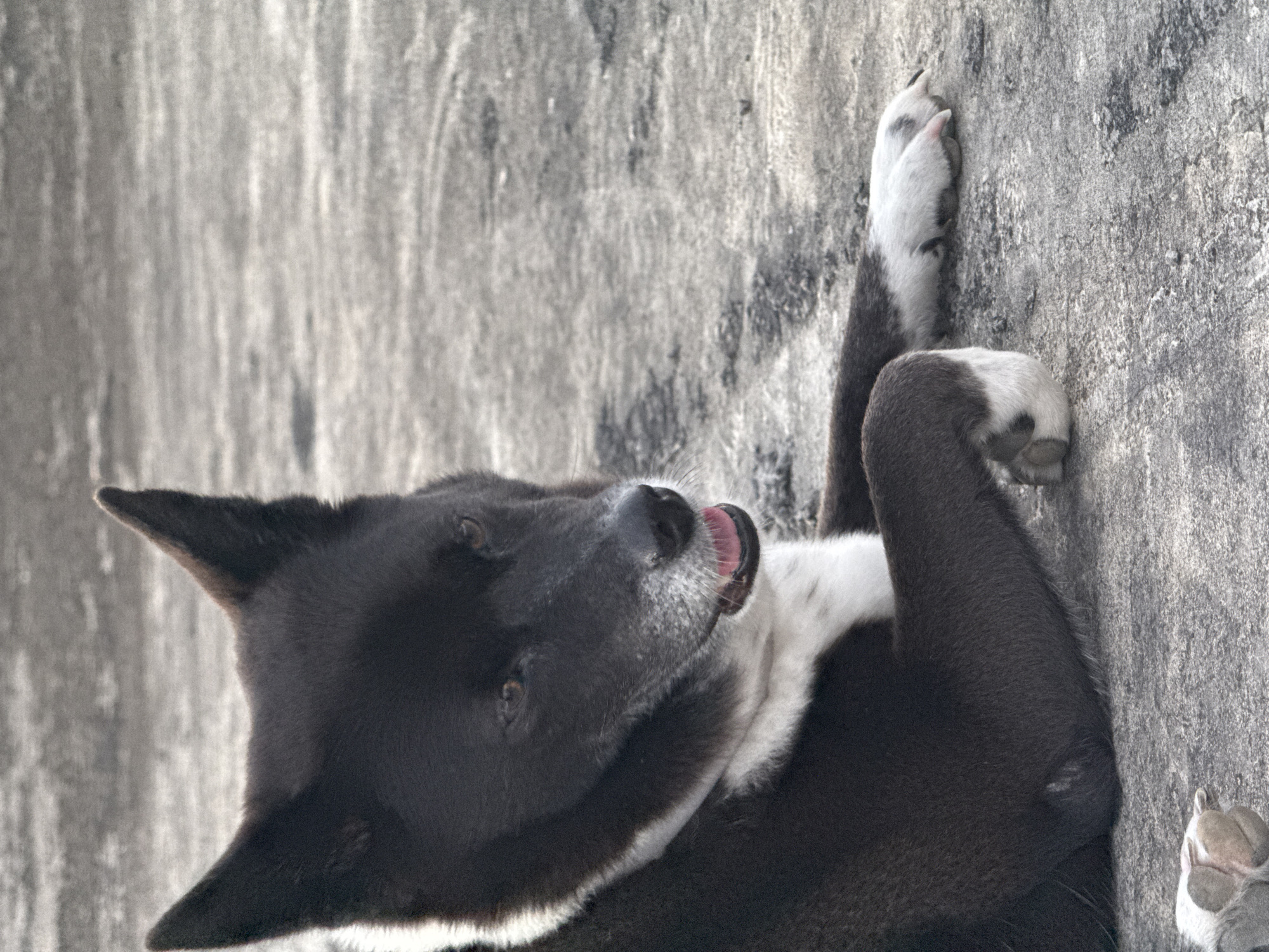 A black and white dog is lying on a gray concrete surface in Kuta Selatan, Indonesia. The dog is facing to the right of the frame, with its head turned slightly towards the viewer. Its mouth is open, revealing its pink tongue and teeth. The dog's fur is dark on its back and head, with a white chest and muzzle. Its paws are resting on the concrete. The background is out of focus and appears to be a continuation of the concrete surface.