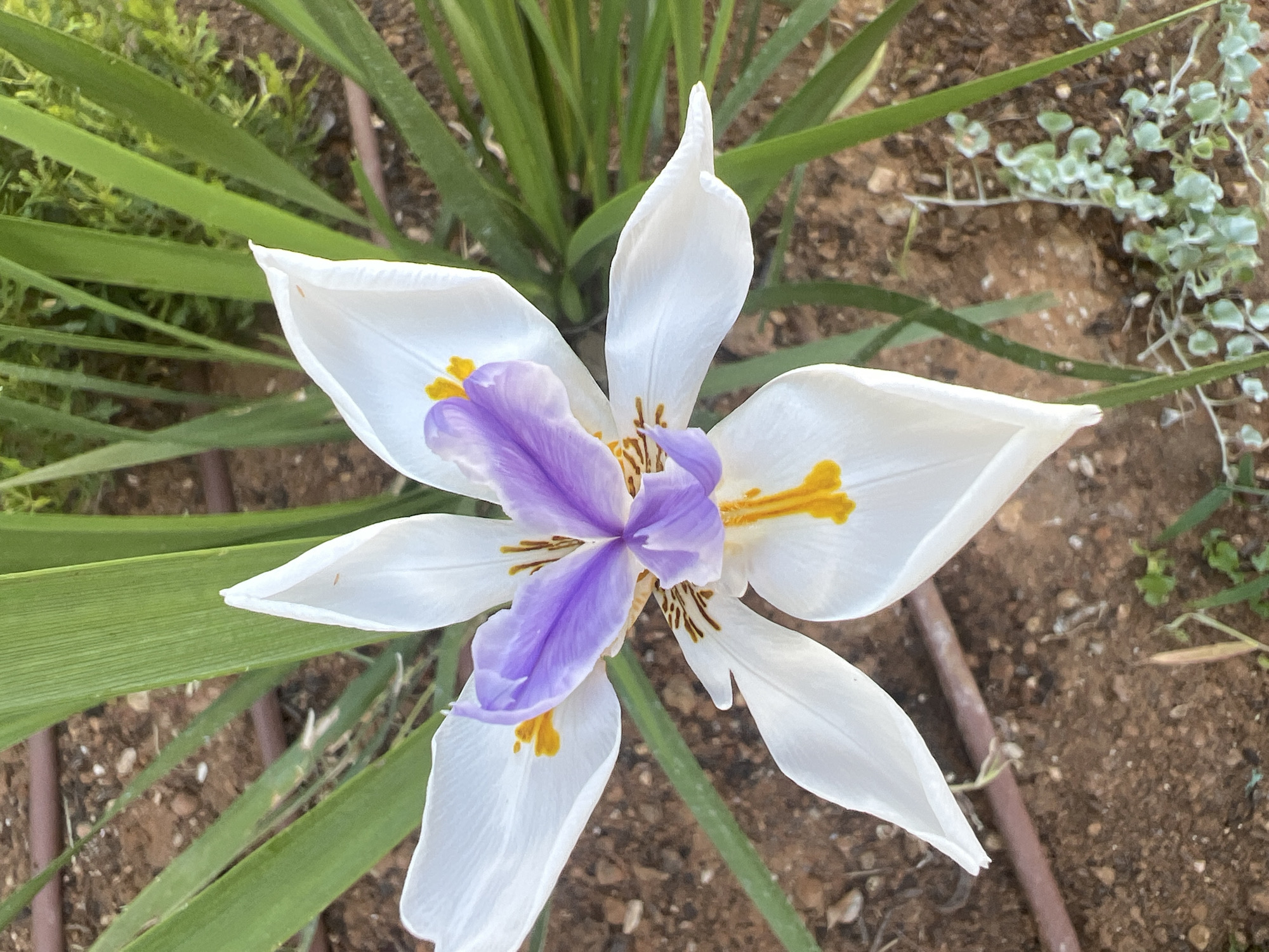 A close-up, overhead shot of a white and purple iris flower is centered in the frame. The flower has six white petals with yellow accents, and a prominent purple center with delicate brown veining. The flower is surrounded by long, green grass-like leaves and a brown, gravelly ground. In the lower right corner, a patch of small, light green succulents is visible. A brown irrigation hose runs horizontally across the lower portion of the image. The scene appears to be outdoors in a garden or natural setting within the Hof HaCarmel Regional Council, Israel.