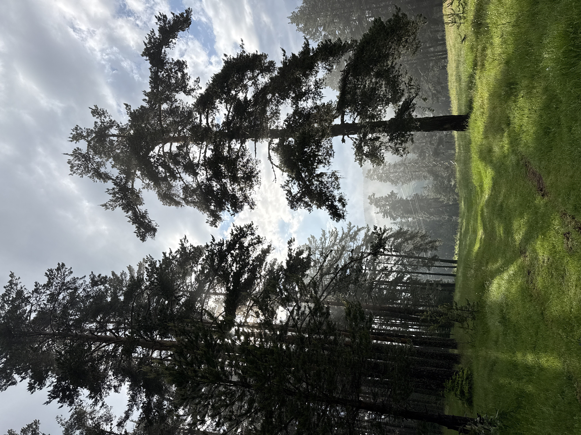 This is a photograph of a forest in Yundola, Bulgaria. Tall pine trees dominate the scene, with their dark green needles silhouetted against a cloudy sky. Sunlight filters through the canopy, casting dappled shadows on the lush green grass that covers the forest floor. A faint mist or haze hangs in the air, particularly in the background, adding a sense of depth and atmosphere. The path visible in the foreground suggests a cleared trail through the woods. The overall impression is one of a peaceful, natural landscape.