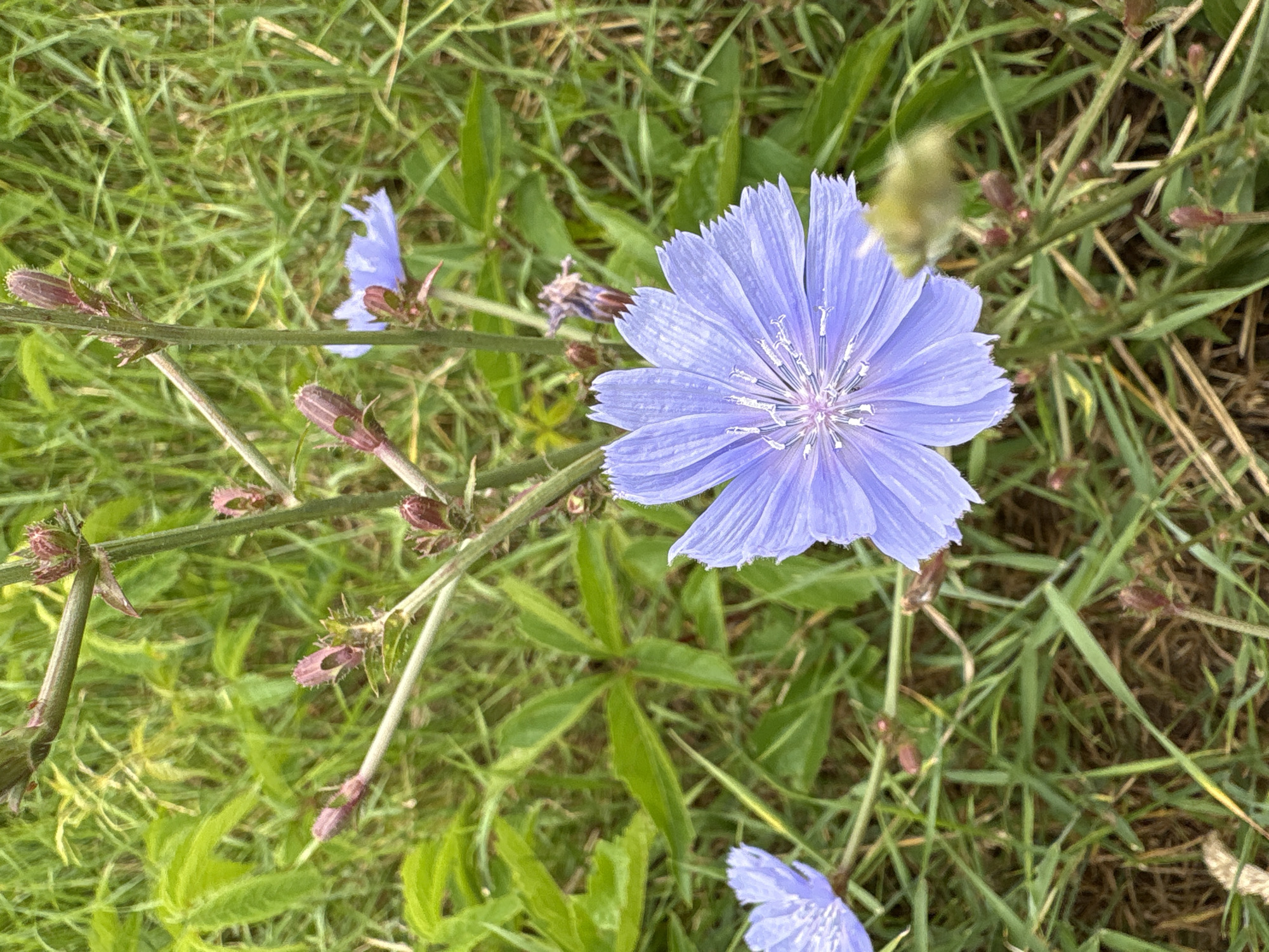 The image shows a close-up view of two light purple chicory flowers in a grassy area. The flowers have delicate, ray-like petals radiating from a central disk. Several unopened chicory buds, a reddish-brown color, are also visible on the stems. The background consists of lush green grass and some other leafy plants. The lighting suggests it is daytime. There are no people or discernible man-made objects in the scene. The environment is natural, likely a park, field, or roadside. The location is not specified in the image itself, and therefore cannot be determined.
