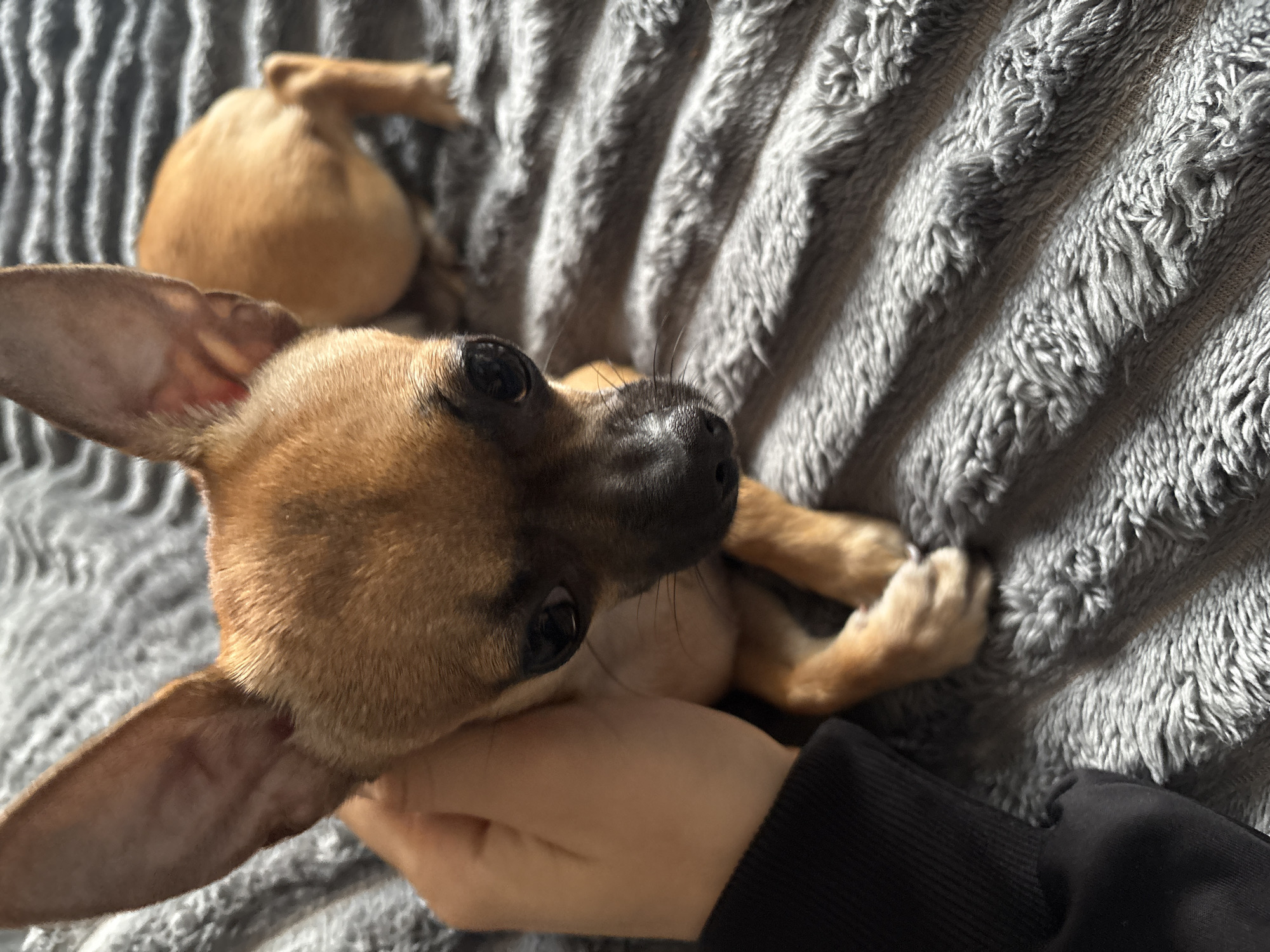 A small brown chihuahua-like dog with large ears is lying on its back on a gray, textured blanket. Part of a person's hand and black sleeve is visible in the lower right corner of the frame. The dog is looking up towards the upper right corner. The dog's muzzle is black, and its eyes are open and dark. There appears to be a second, partially visible dog in the background, out of focus. No information about the location in Strazhitsa, Bulgaria, is discernible in the image.