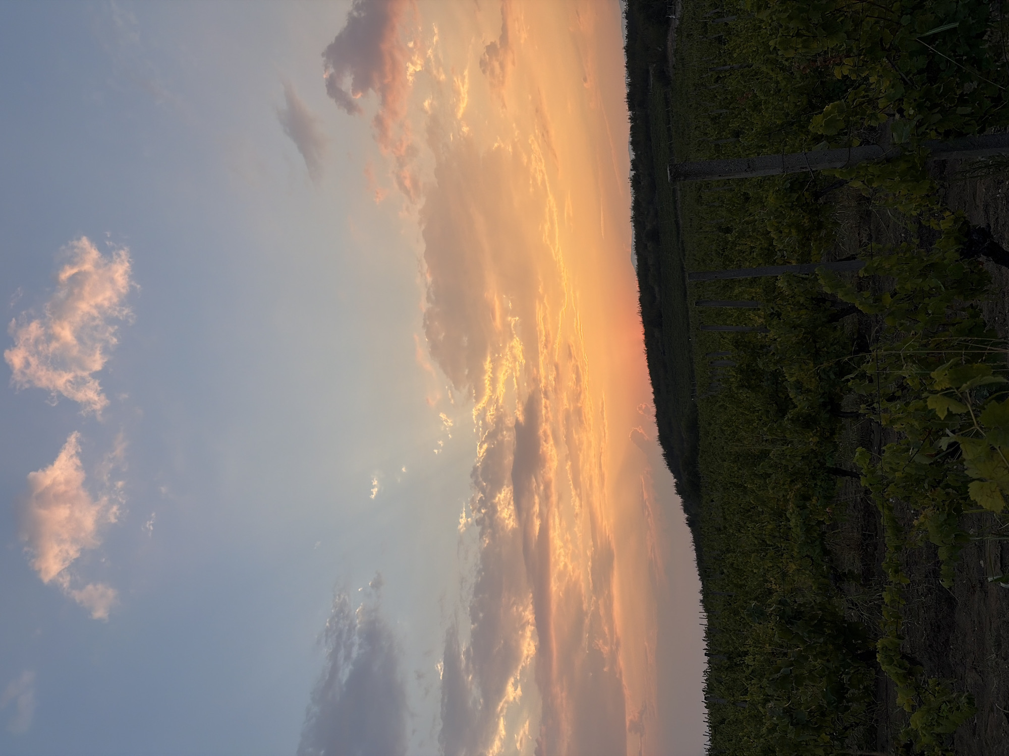 The image shows a vineyard at sunset, located on a hillside in Razhdak, Bulgaria. The sky is filled with warm hues of orange, pink, and yellow as the sun sets, casting a soft glow over the scene. The vineyard itself is lush and green, with rows of grapevines stretching across the landscape. In the foreground, the vines are a vibrant green, with their leaves catching the last rays of sunlight. The background is dominated by the dark silhouette of the rolling hills that surround the vineyard. The overall impression is one of peace and tranquility, a serene moment captured in the heart of the Bulgarian countryside.