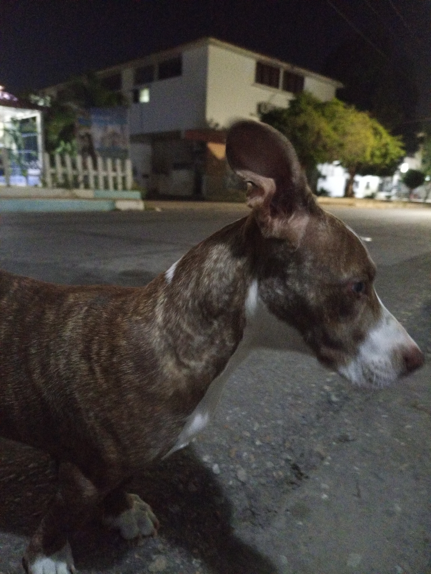 A brown and white dog with a long, slender head and large, erect ears is the focal point of this dimly lit photograph. The dog is positioned in the foreground on what appears to be a rough, asphalt-like surface. In the background, a two-story building is visible, along with trees and a fence. The location is likely in an urban area, potentially in Porlamar, Venezuela. The overall scene suggests a street setting during nighttime.